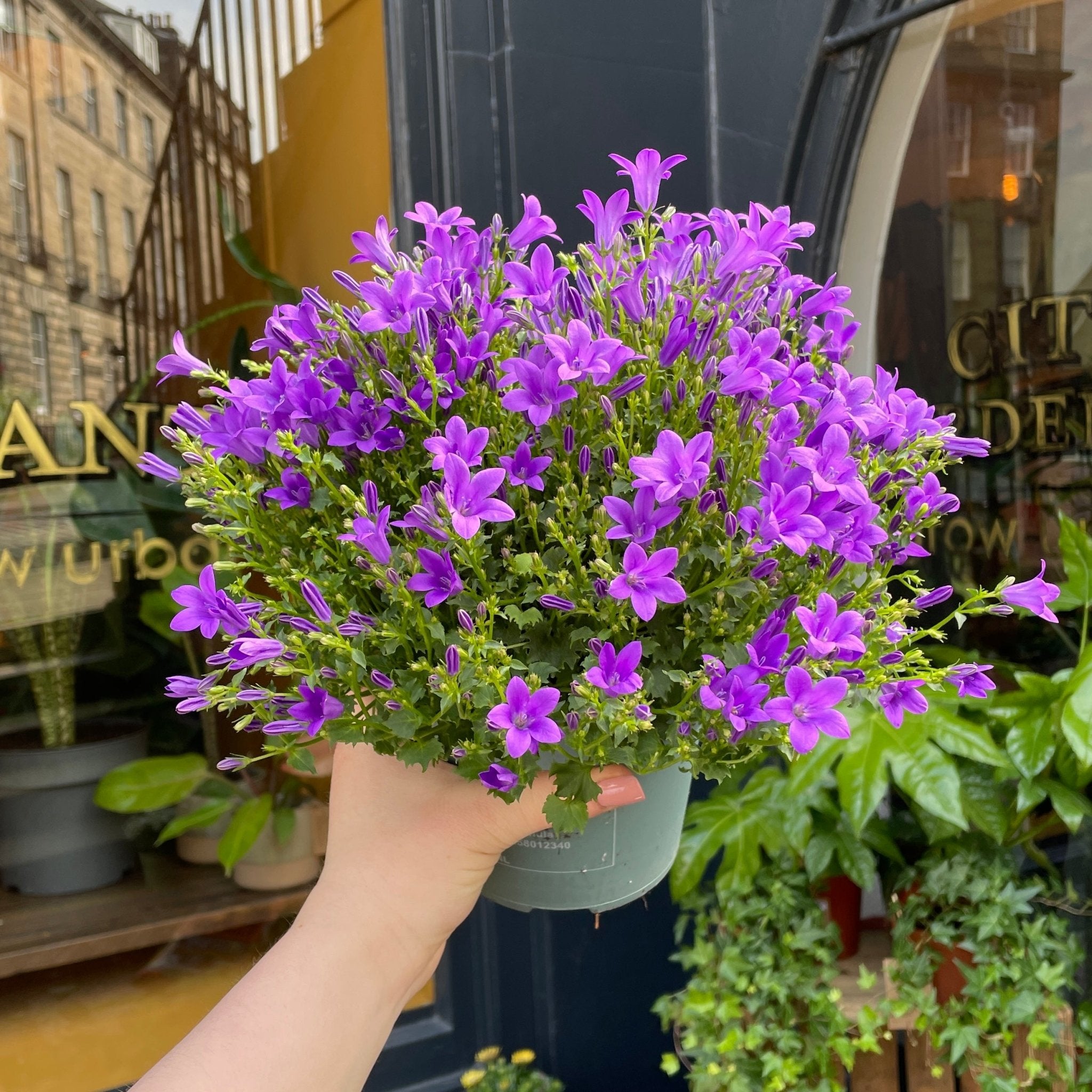 Campanula 'Intense Purple' (14cm pot) - grow urban. UK