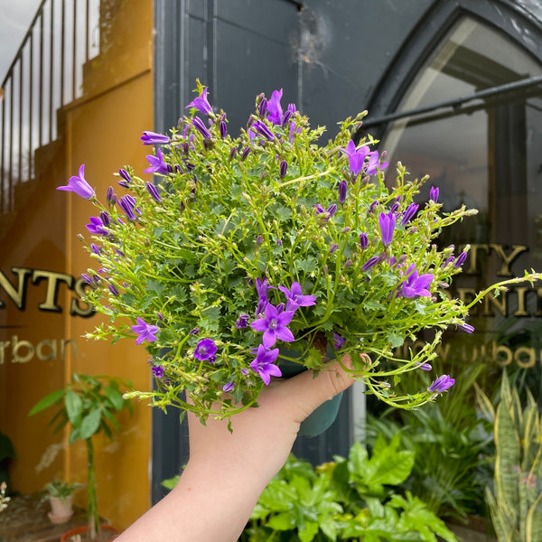 Campanula 'Intense Purple' - grow urban. UK