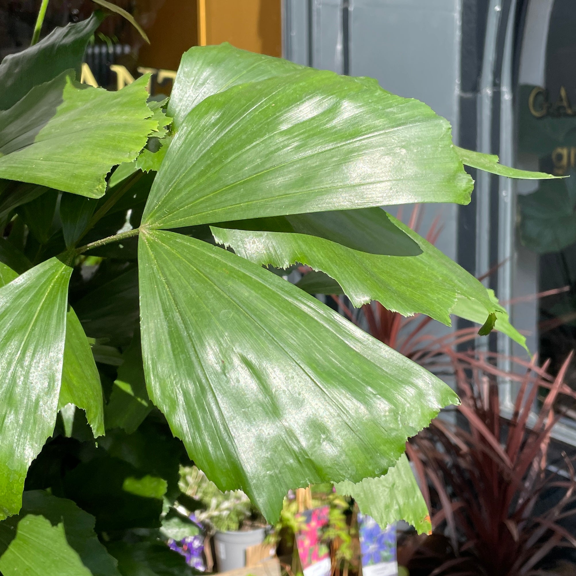 Caryota mitis [Fishtail Palm] - grow urban. UK
