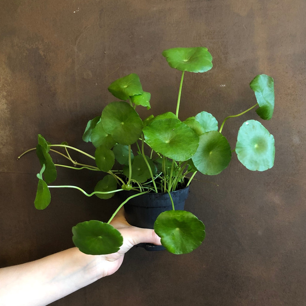 centella asiatica indoor plant Centella asiatica