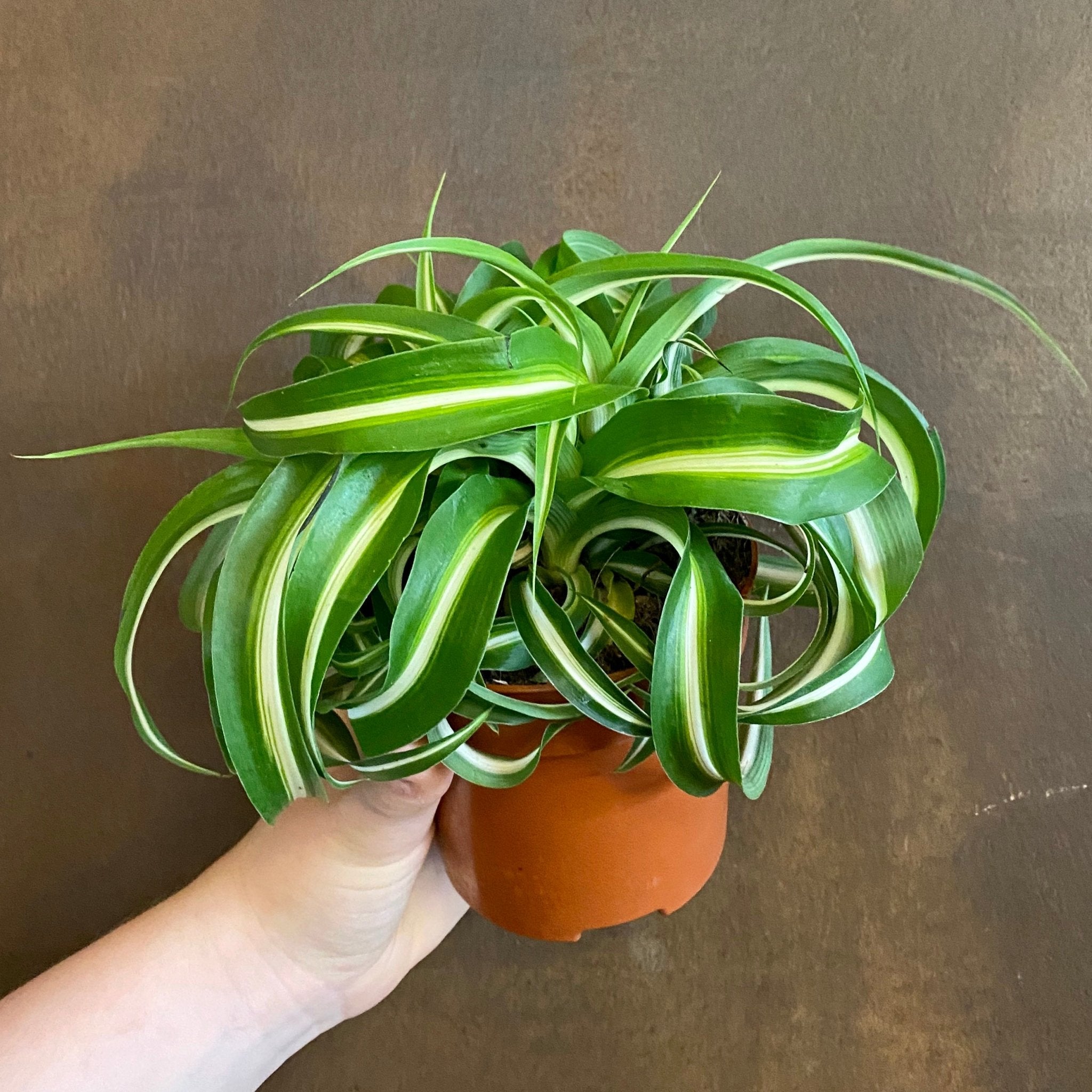 Chlorophytum ‘Bonnie’ (10.5cm pot) - grow urban. UK