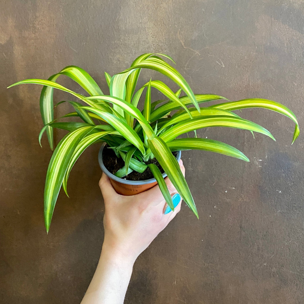 Chlorophytum 'Hawaiian' | Spider Plant