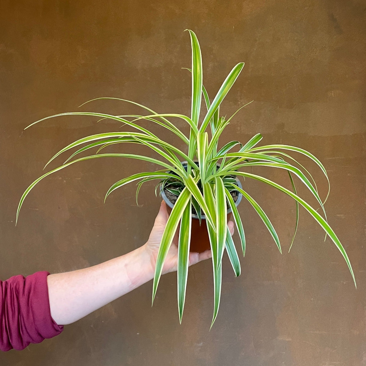 chlorophytum laxum Chlorophytum laxum