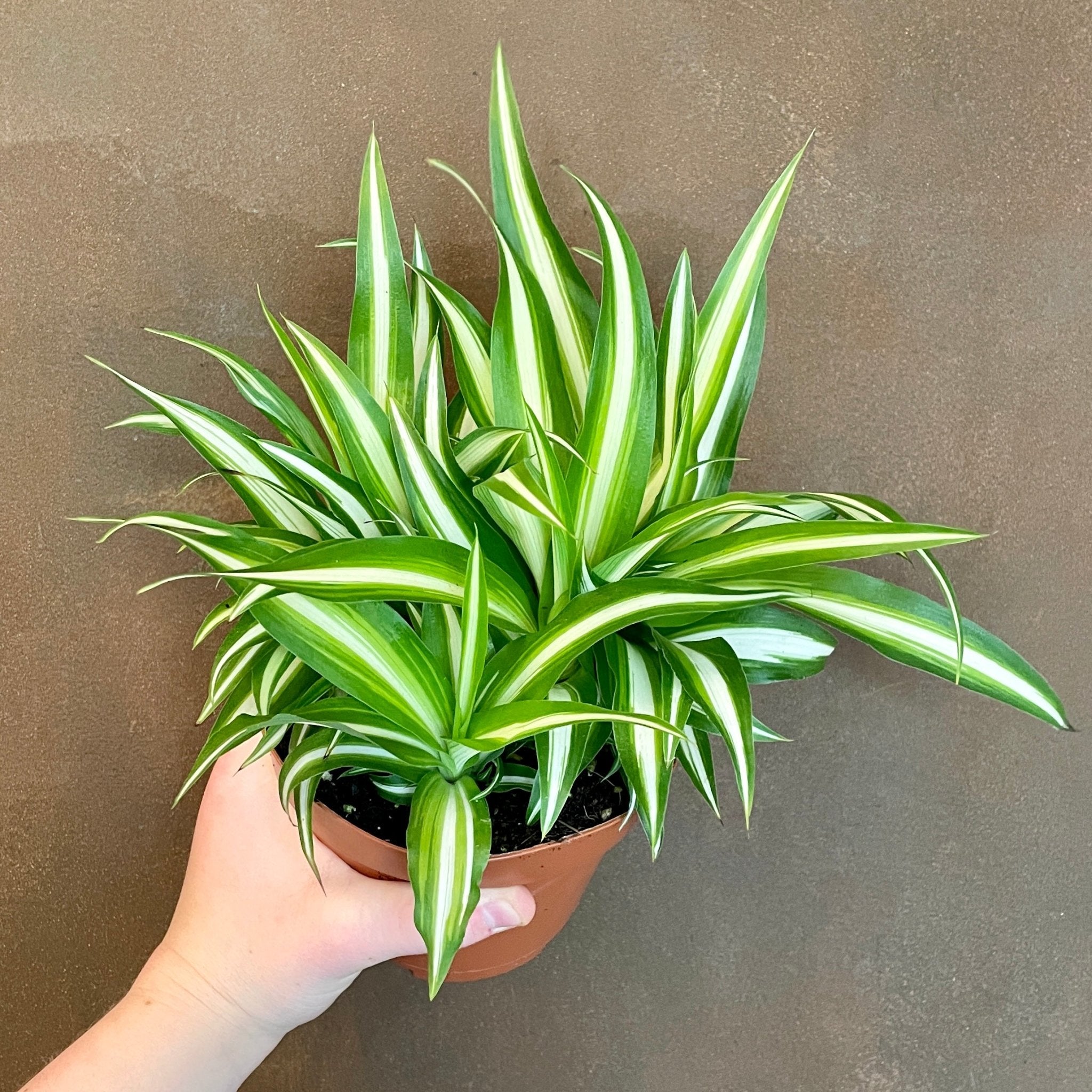 Spider Plant Chlorophytum Variegatum, Established plant approx. 15cm length