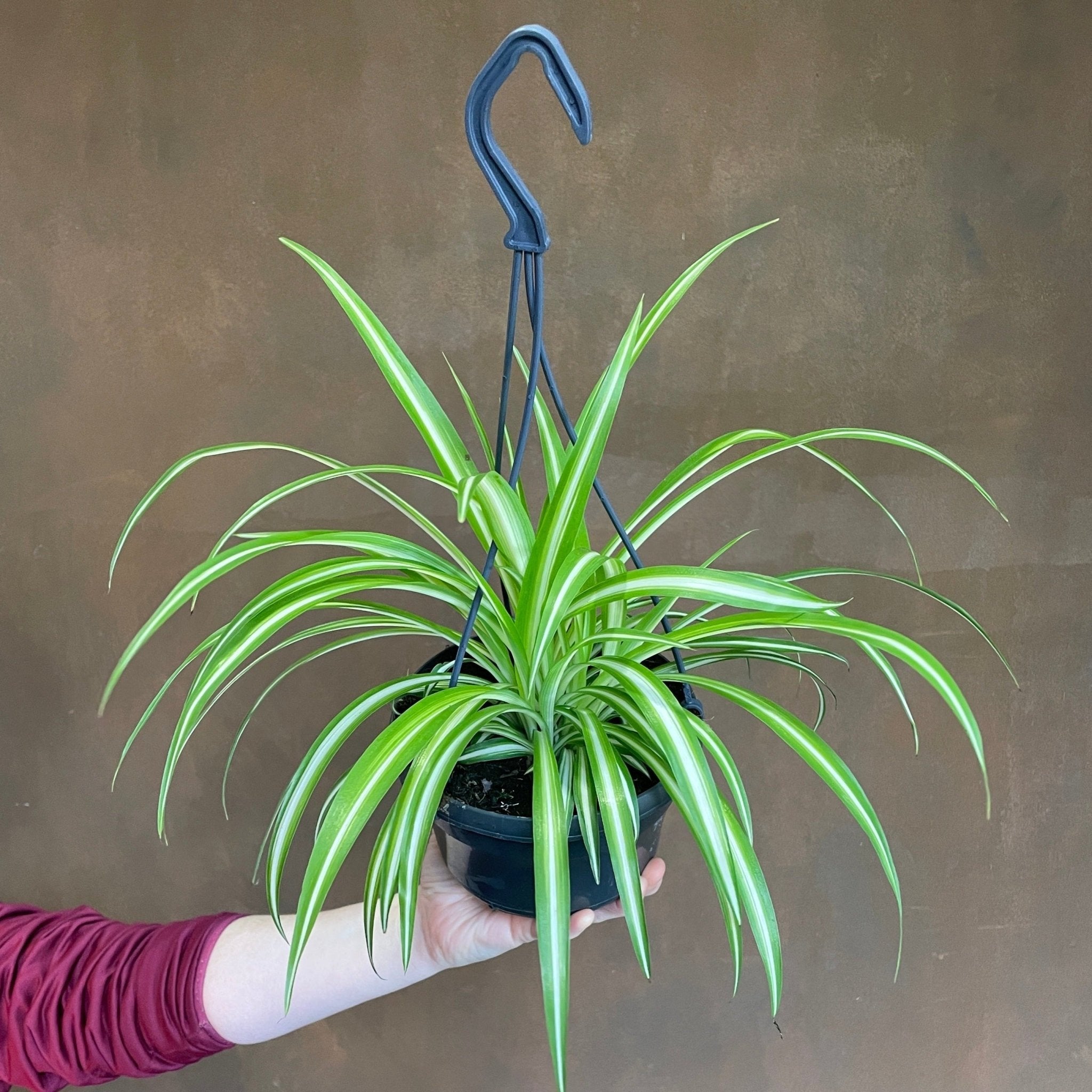 Chlorophytum ‘Variegatum’ (hangpot) - grow urban. UK