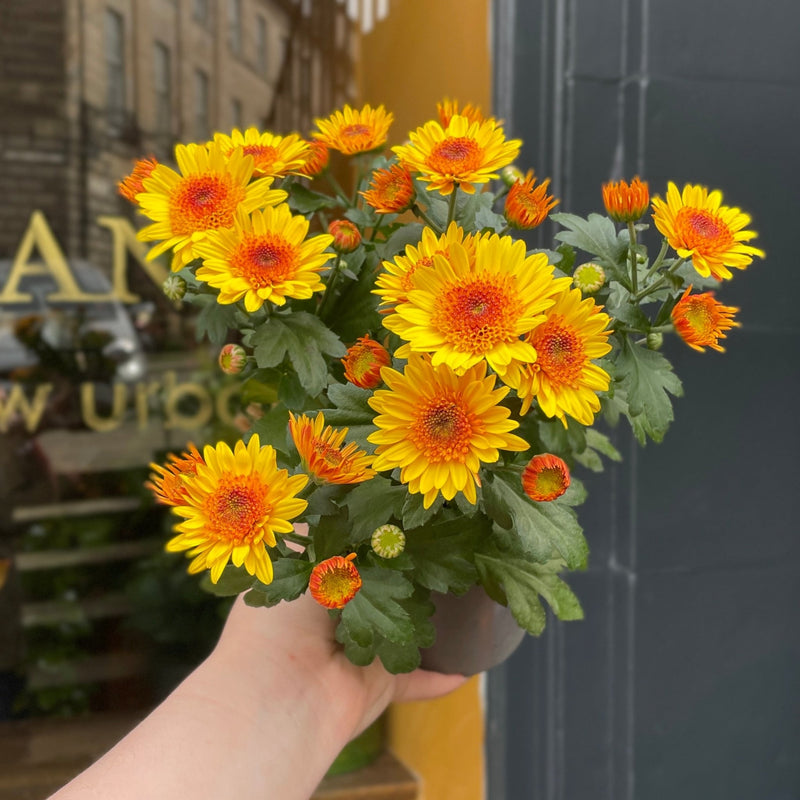 Chrysanthemum 'Suntaste Yellow' - grow urban. UK
