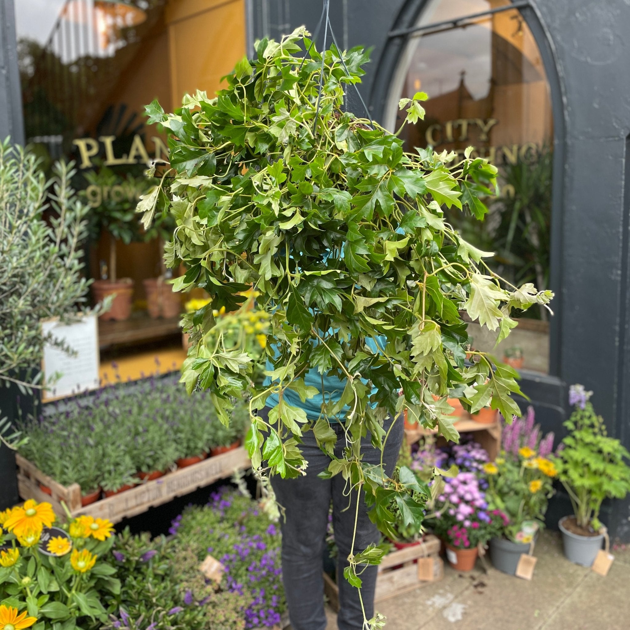 Cissus 'Ellen Danica' (19cm hangpot) - grow urban. UK