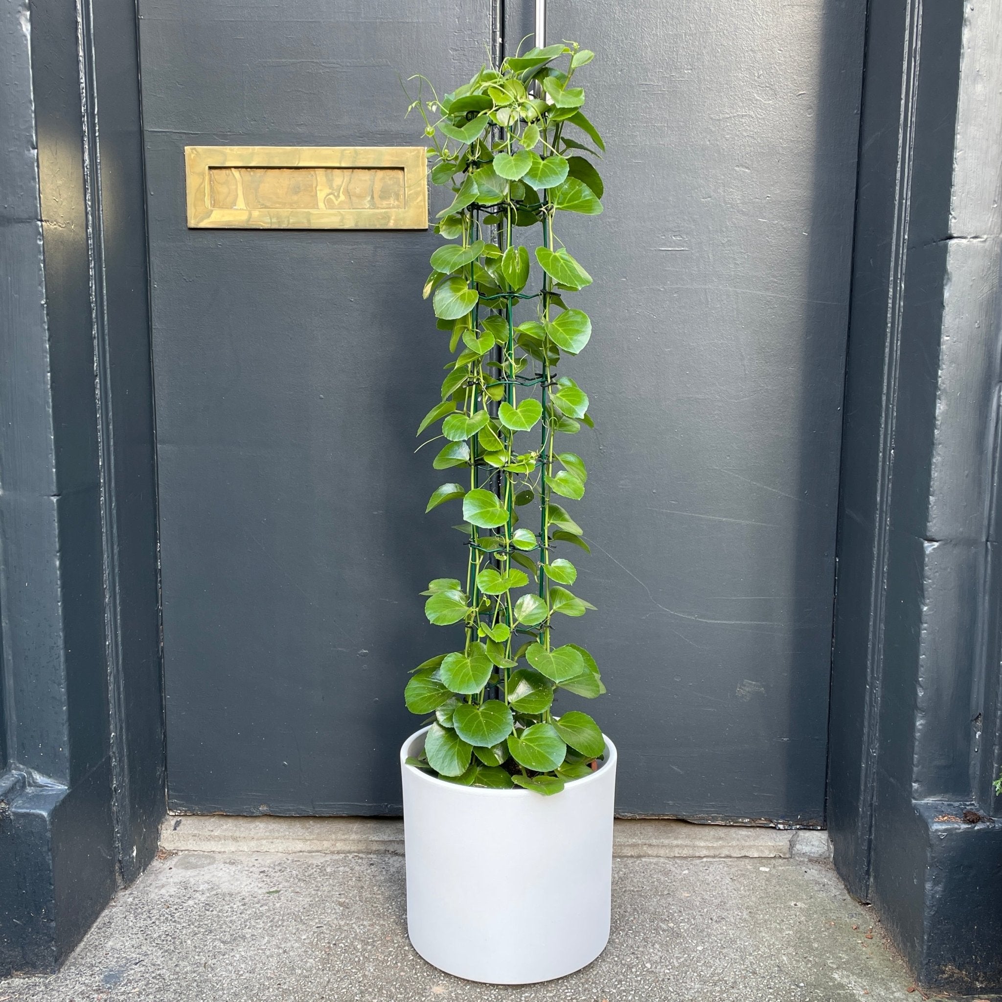 Cissus rotundifolia (120cm) - grow urban. UK