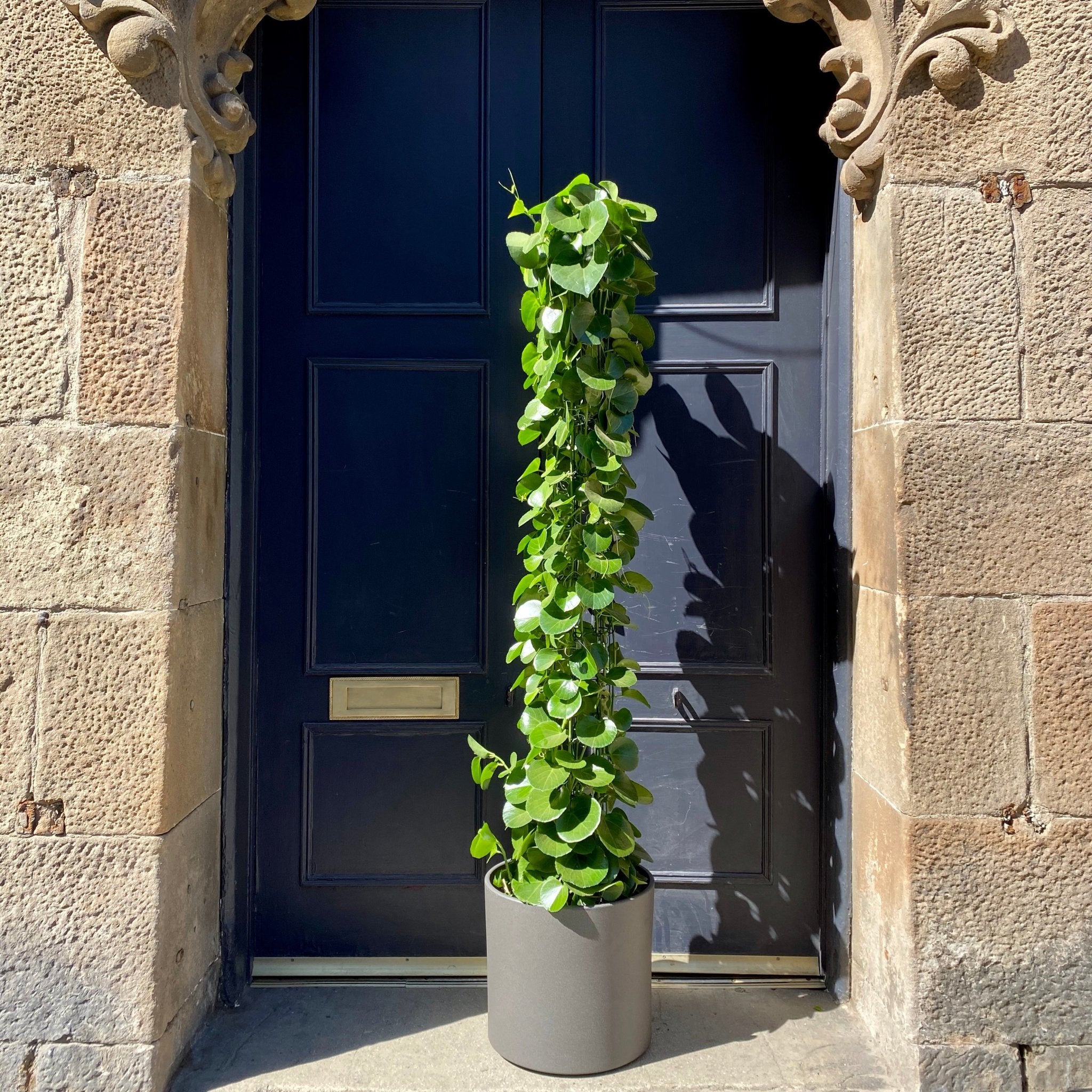 Cissus rotundifolia (170cm) - grow urban. UK