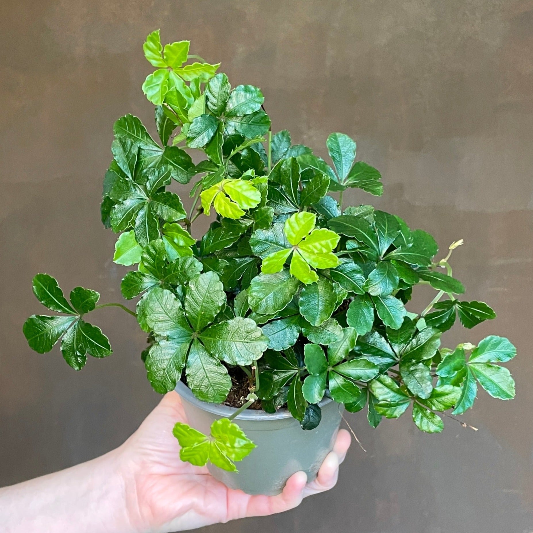 Cissus striata | grow urban. Edinburgh