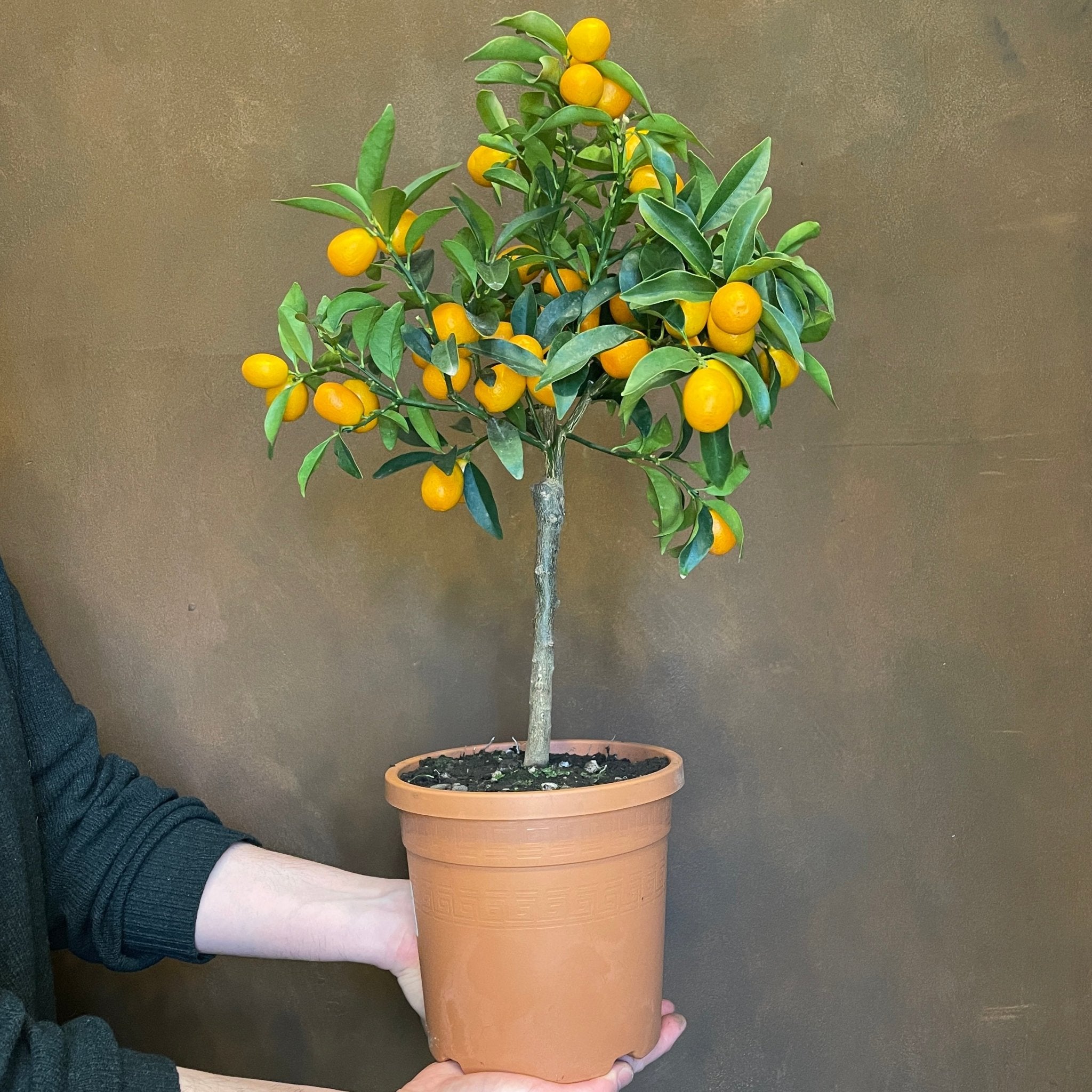 Citrus japonica [Kumquat Tree] - grow urban. UK