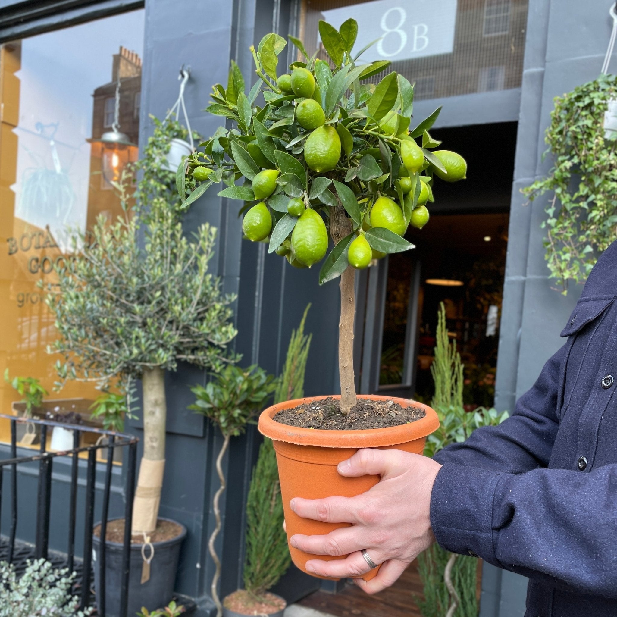 Citrus x floridana [Limequat Tree] - grow urban. UK