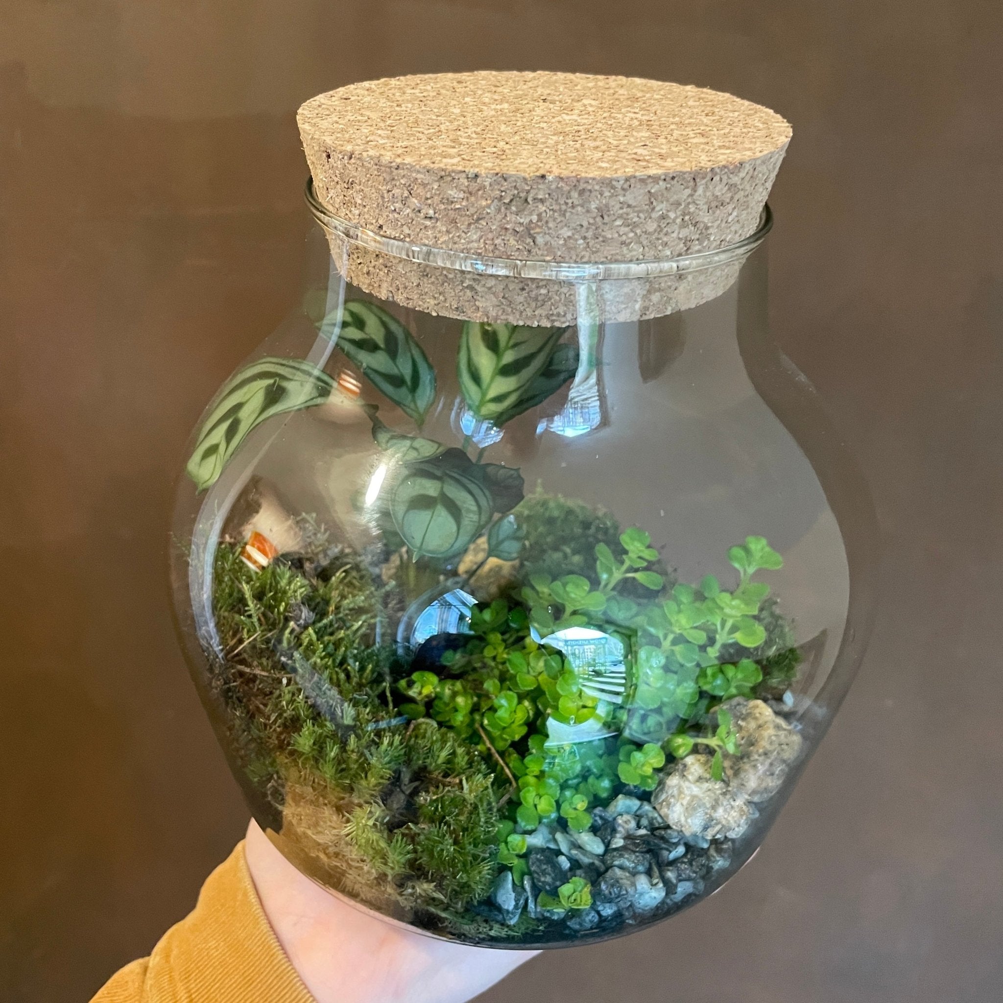 Classic Terrarium - grow urban. UK