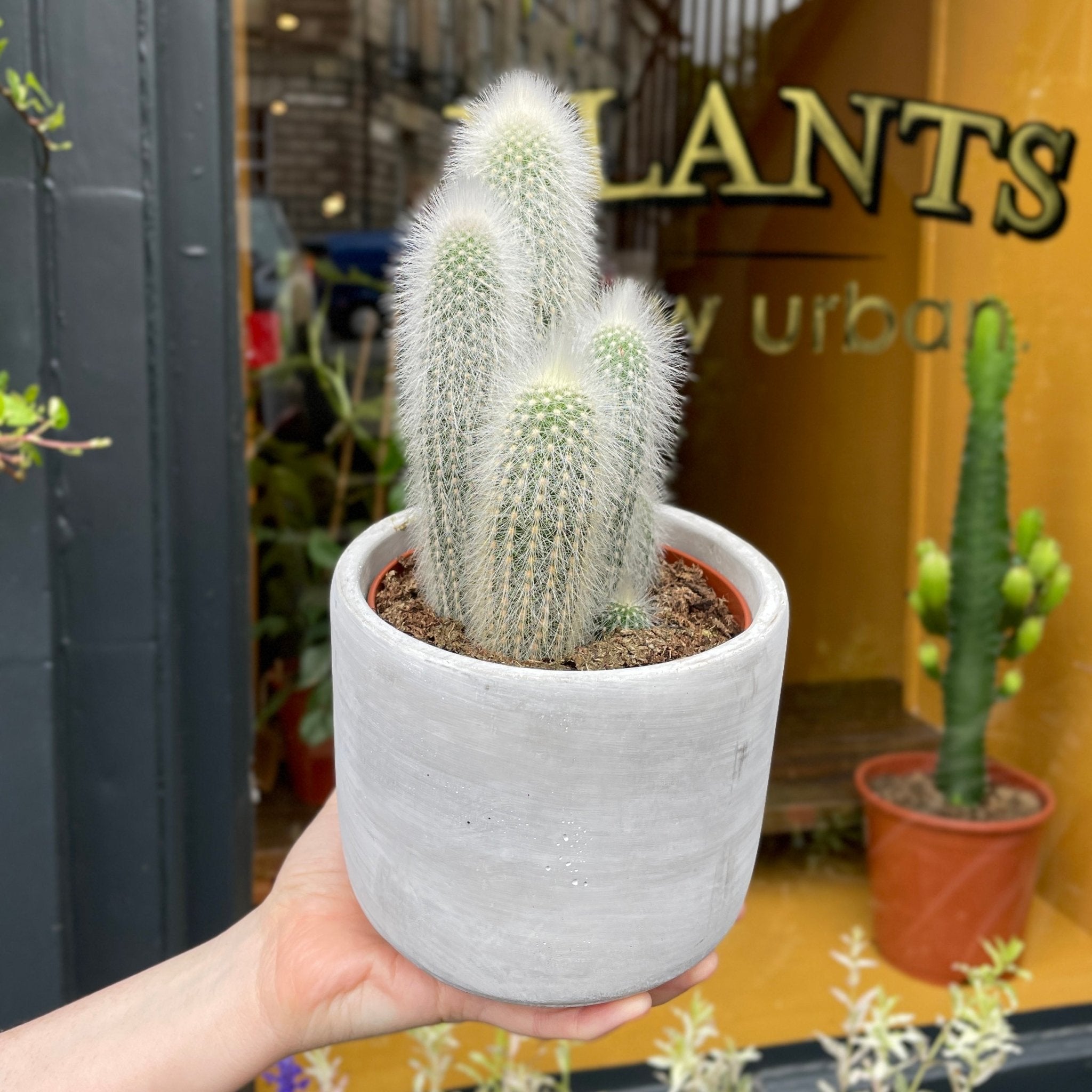 Cleistocactus strausii - grow urban. UK
