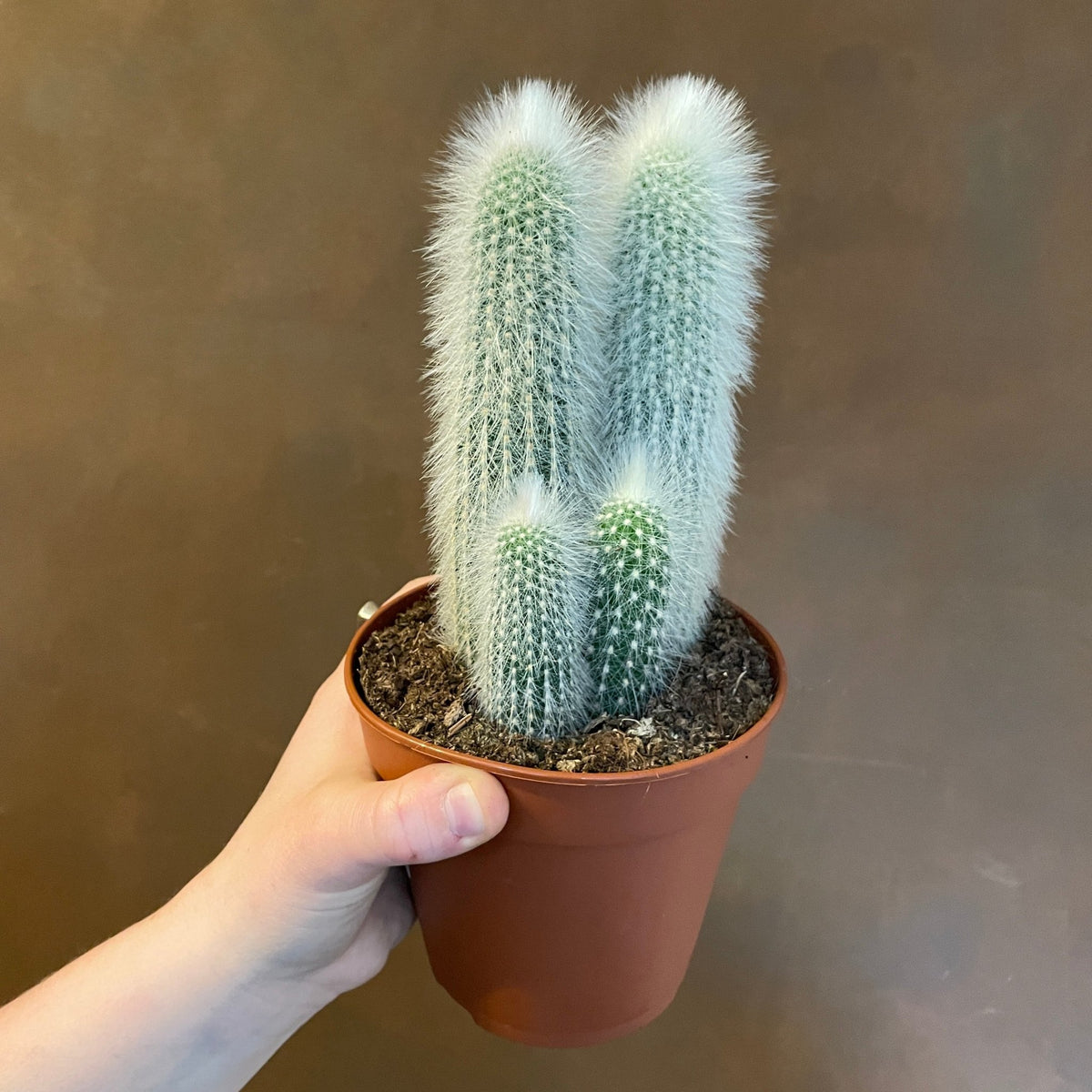 Silver Torch Cactus | Cleistocactus strausii