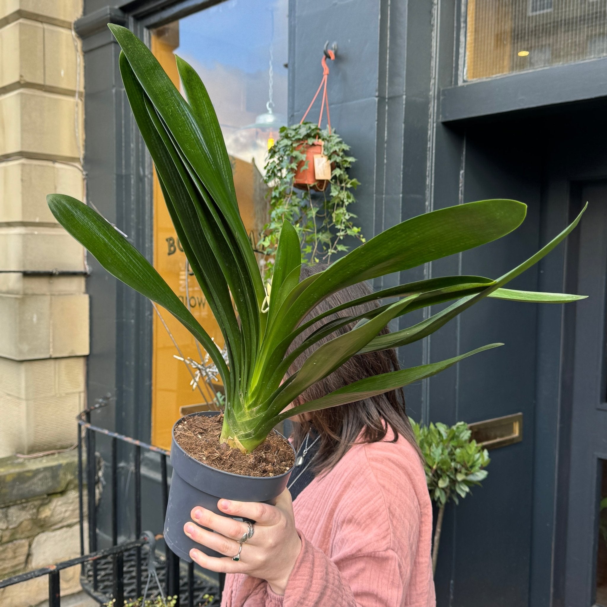 Clivia miniata (15cm pot) - grow urban. UK