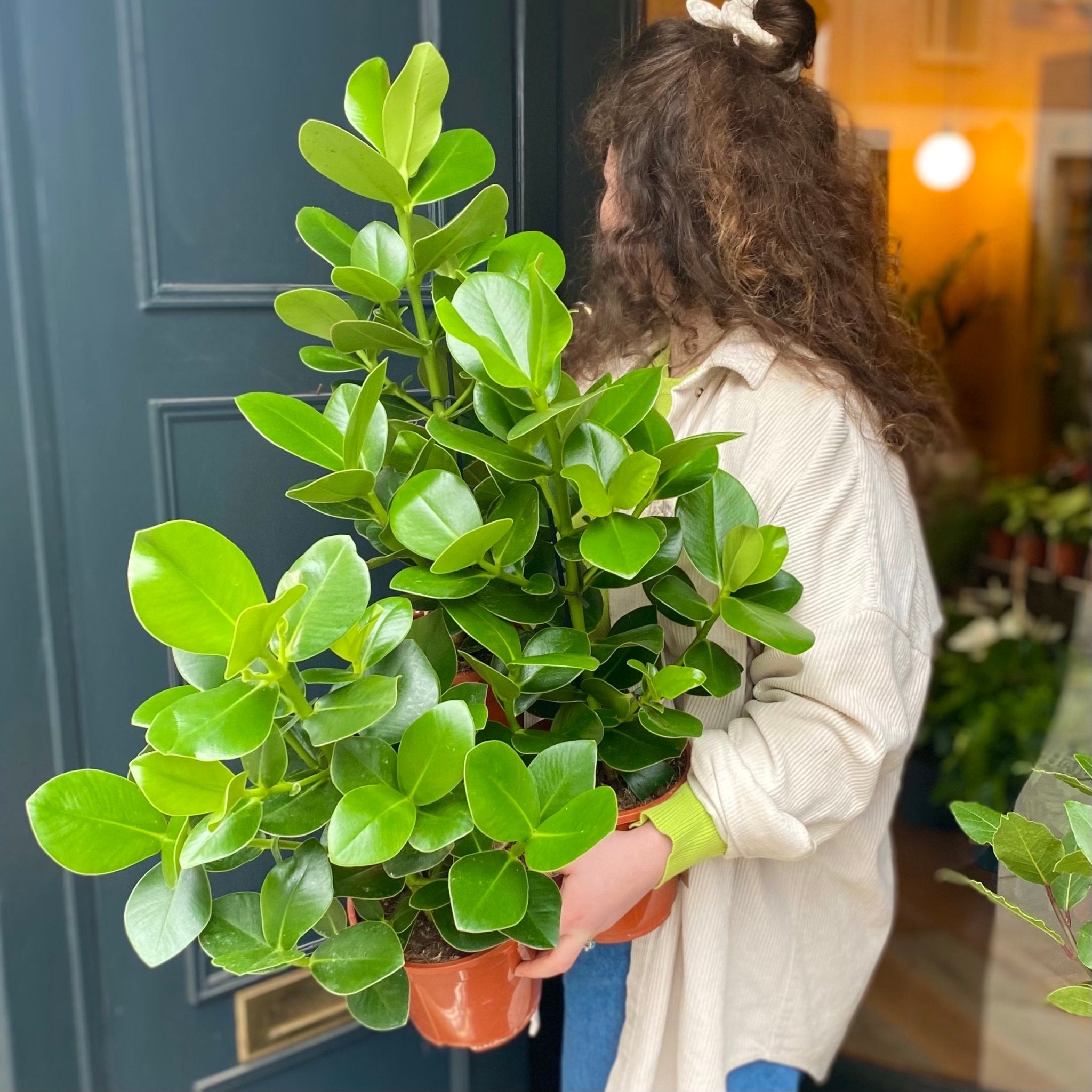 Clusia rosea (17cm pot) - grow urban. UK