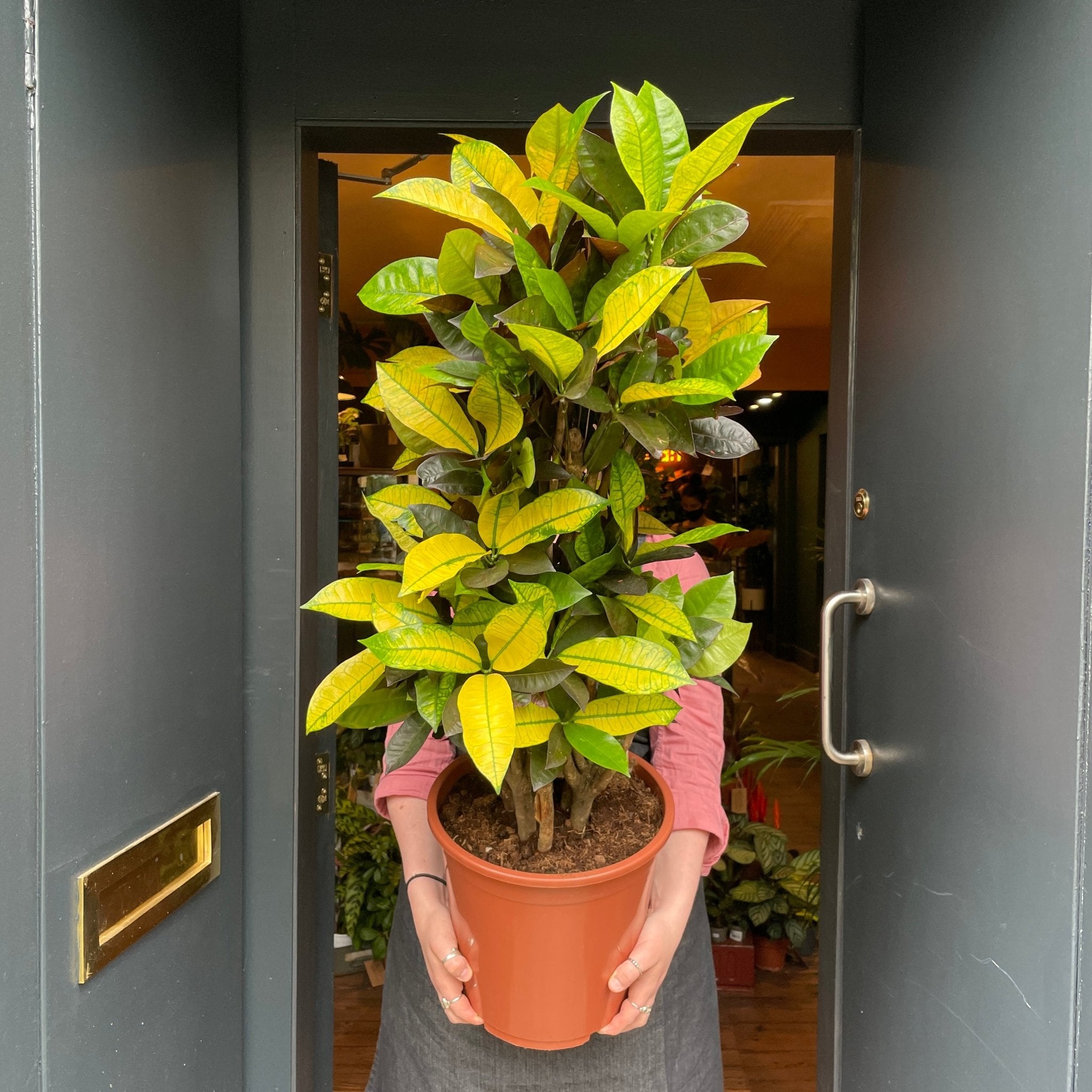 Codiaeum var. ‘Mrs Iceton’ (27cm pot) - grow urban. UK