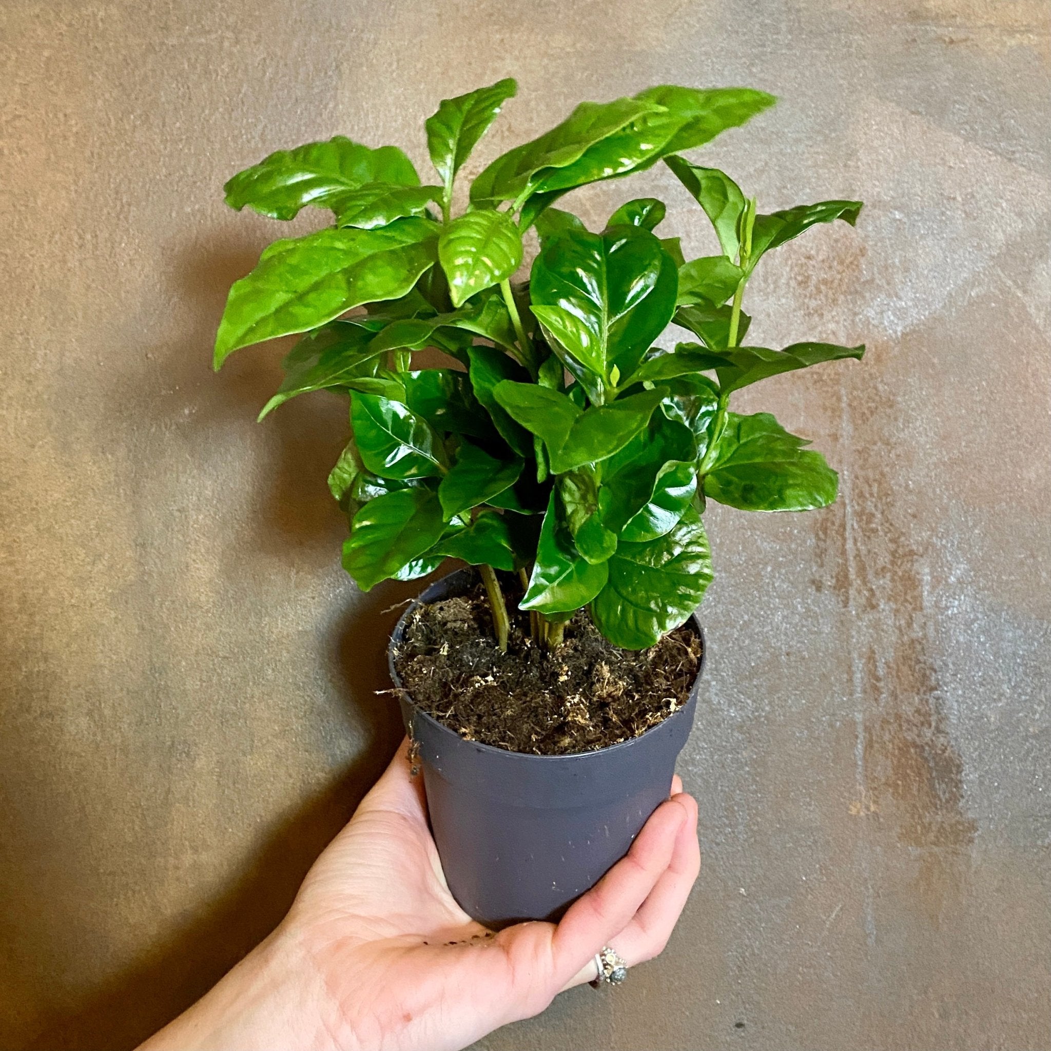 Coffea arabica (11cm pot) - grow urban. UK