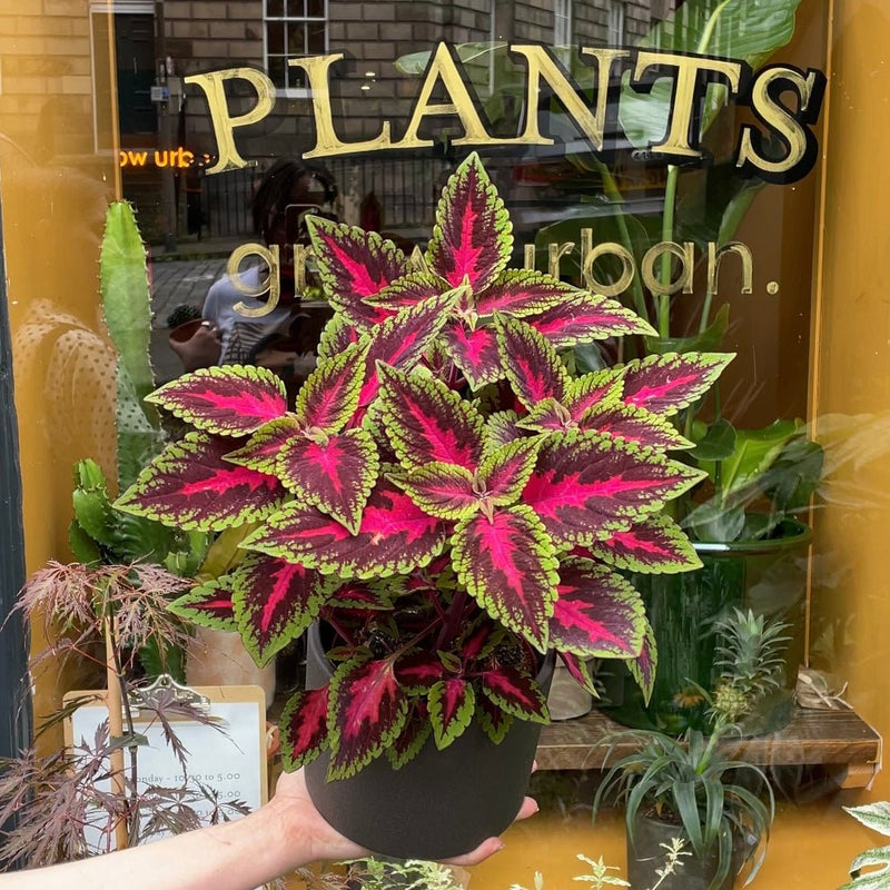Ruby Ruffles Coleus Coleus 'Ruby Road' | grow urban. Edinburgh