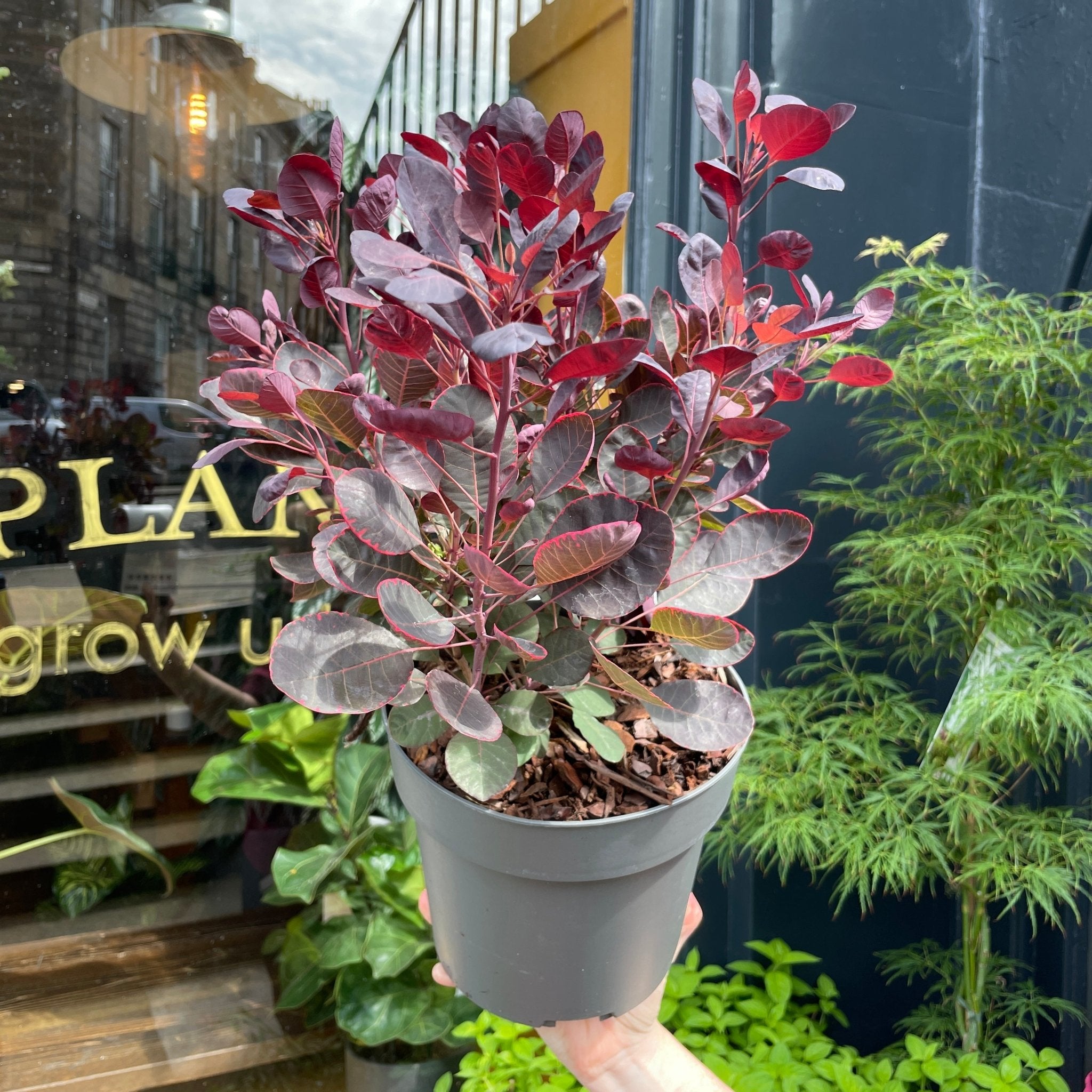 Cotinus coggygria 'Lilla' - grow urban. UK