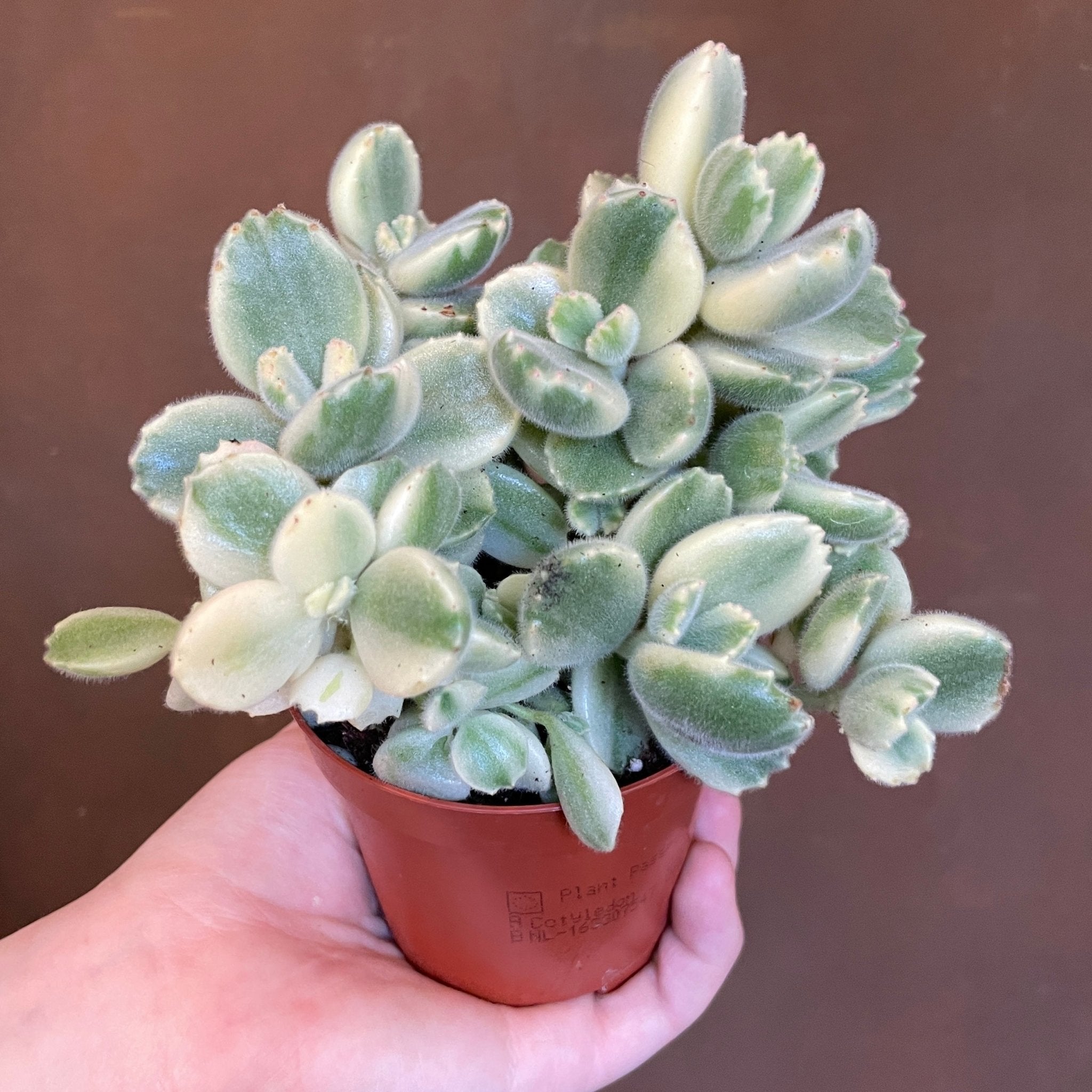 Cotyledon ladismithiensis 'Variegata' - grow urban. UK