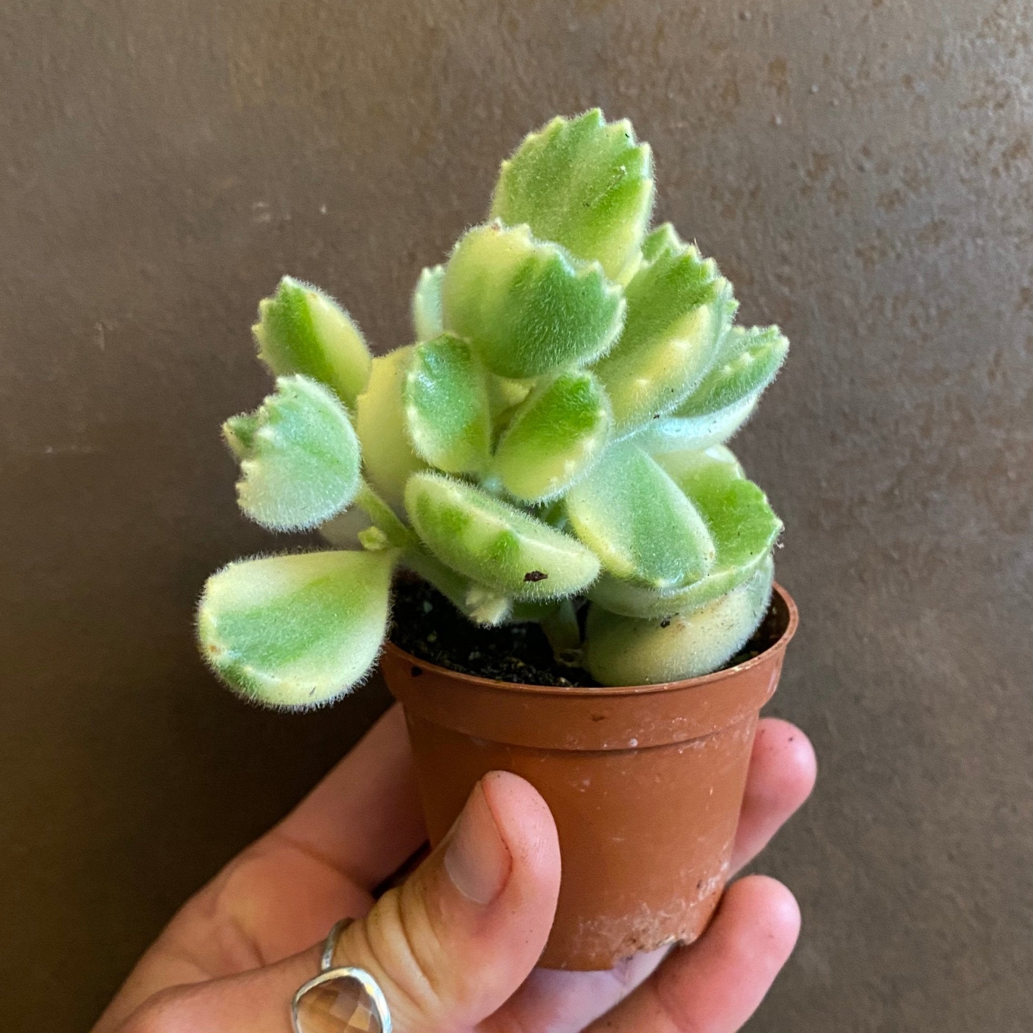 Cotyledon tomentosa f. variegata - grow urban. UK