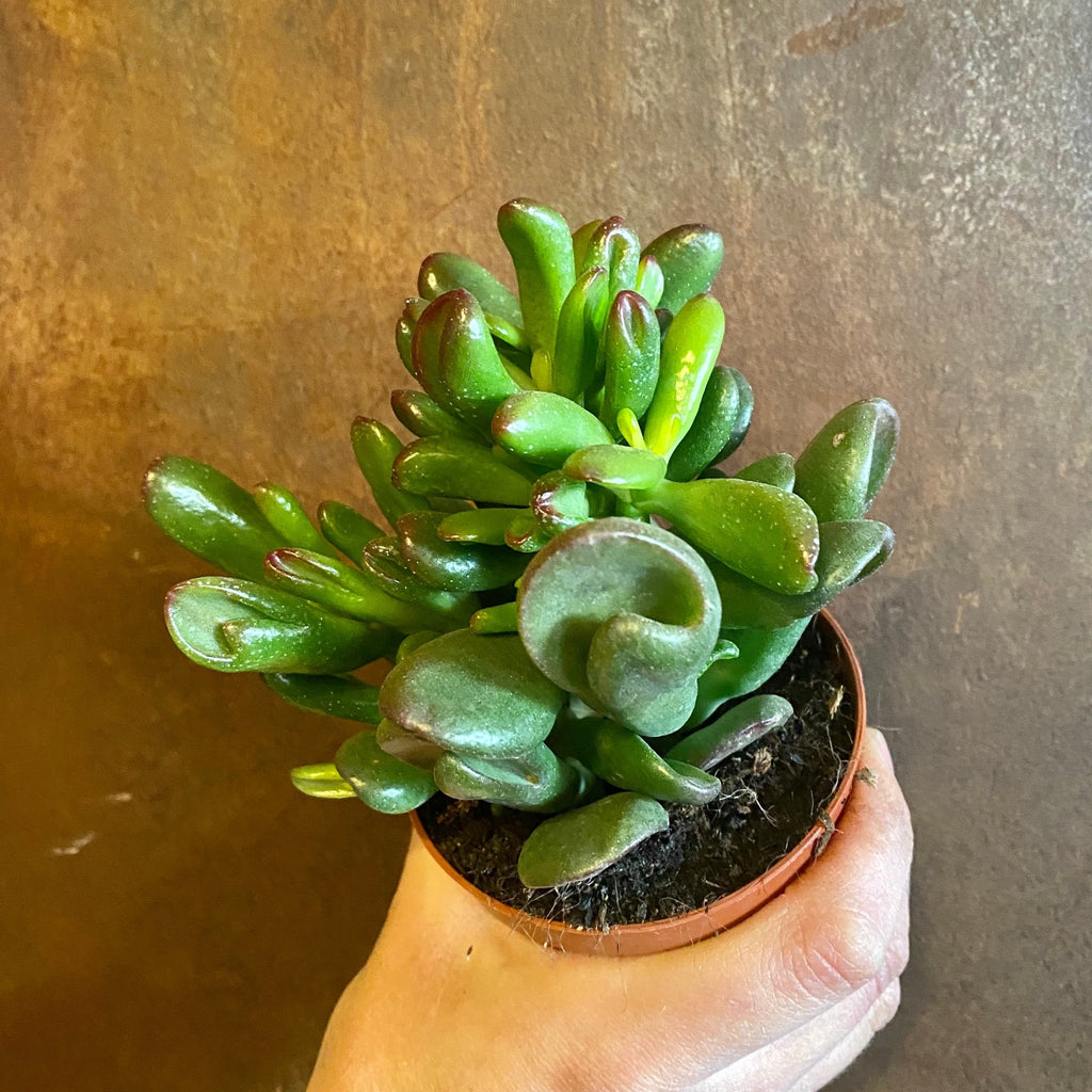 gandalf jade plant Crassula 'Gandalf'