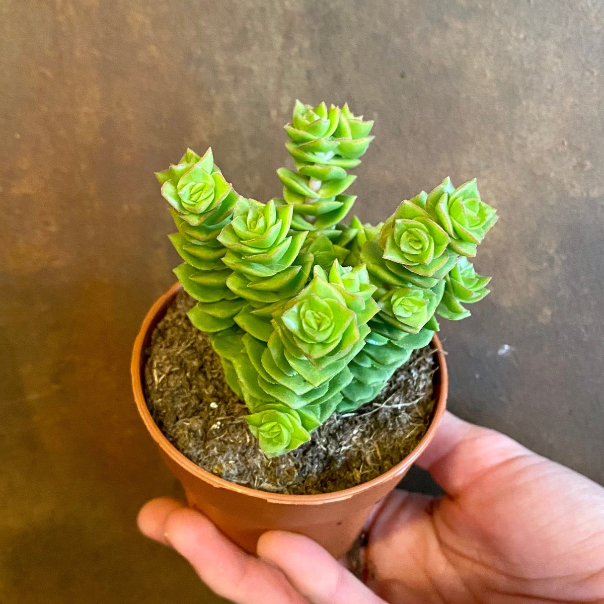 crassula green pagoda succulent Crassula 'Green Pagoda'