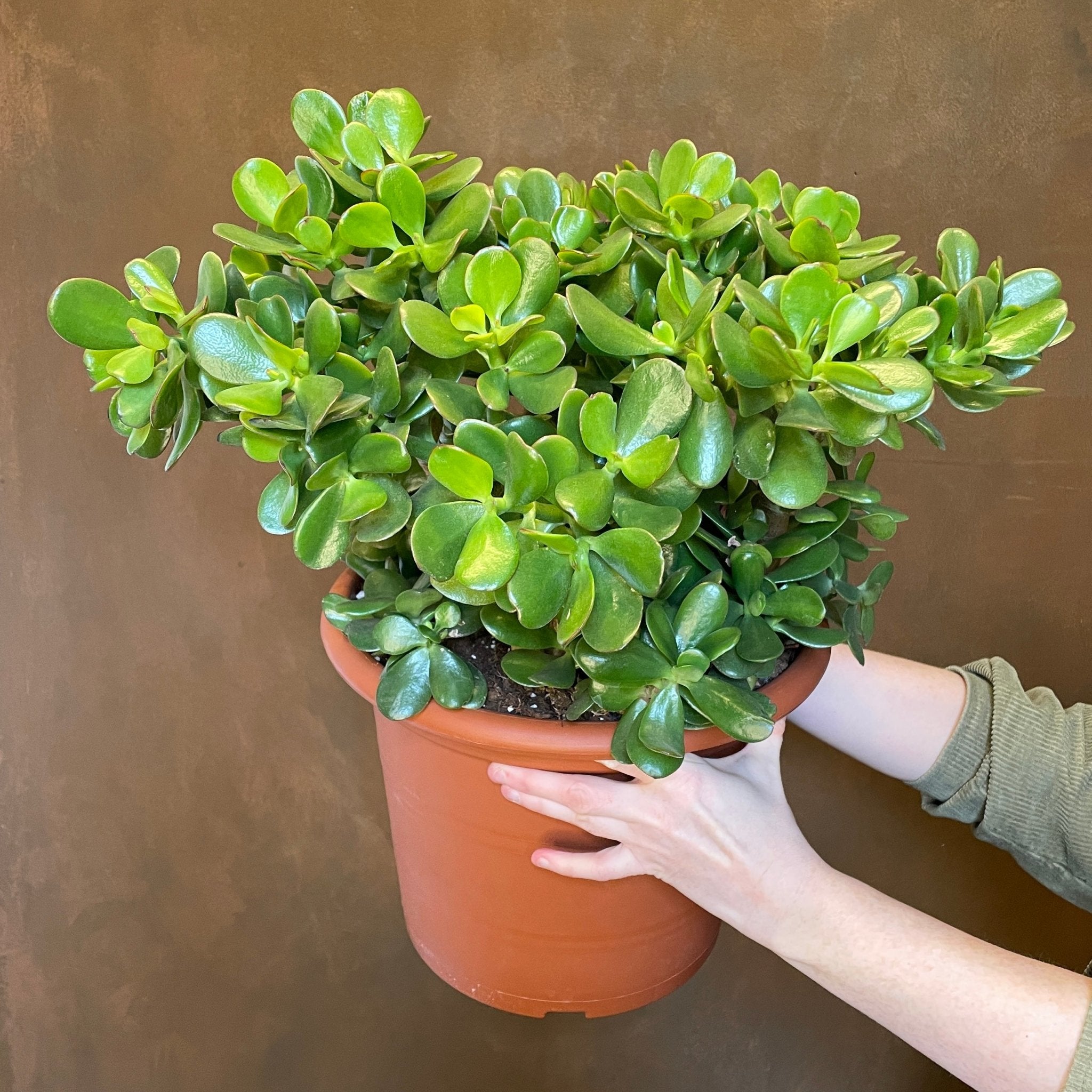 Crassula ovata (30cm pot) - grow urban. UK