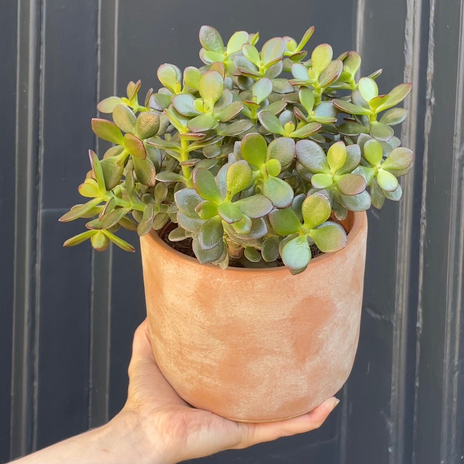 Crassula ovata 'Minor' (14cm pot) - grow urban. UK