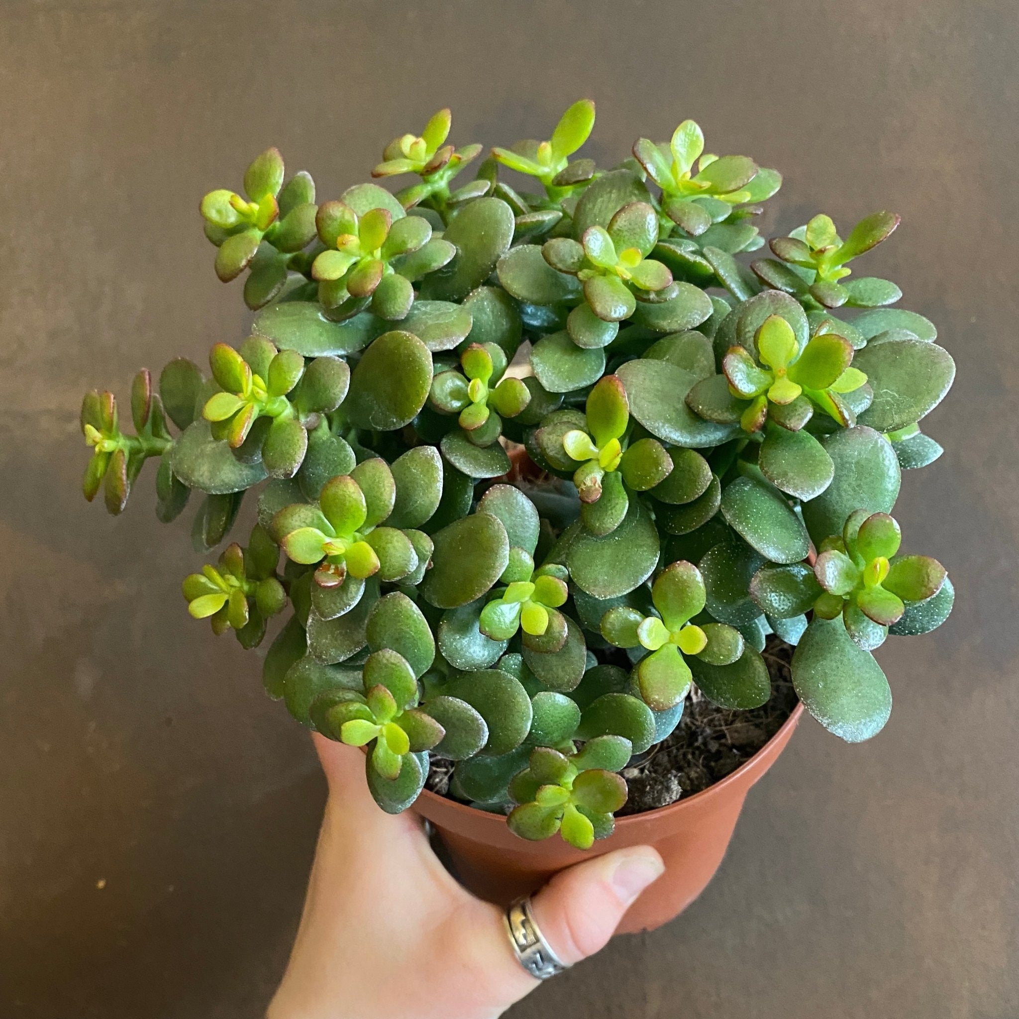 Crassula ovata 'Minor' H30cm : pot D17cm