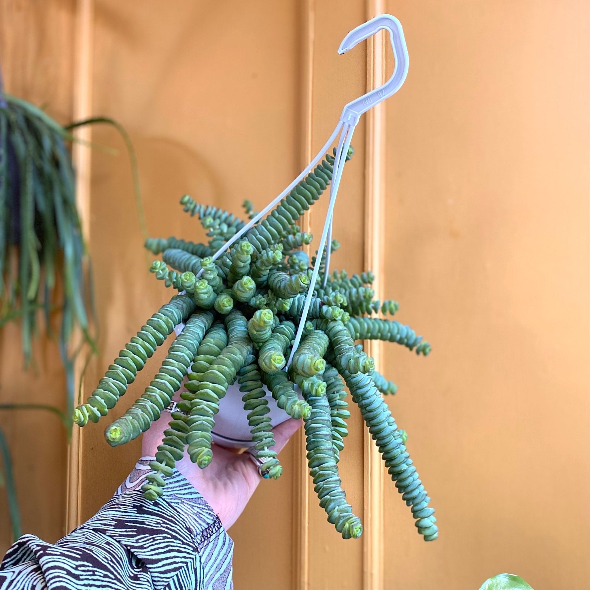 Crassula × rupestris f. marnieriana (14cm hangpot) - grow urban. UK