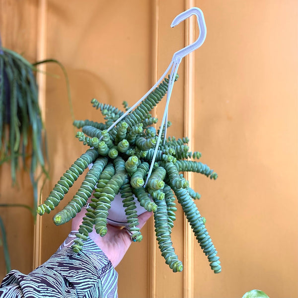 Crassula × rupestris f. marnieriana (14cm hangpot) - grow urban. UK