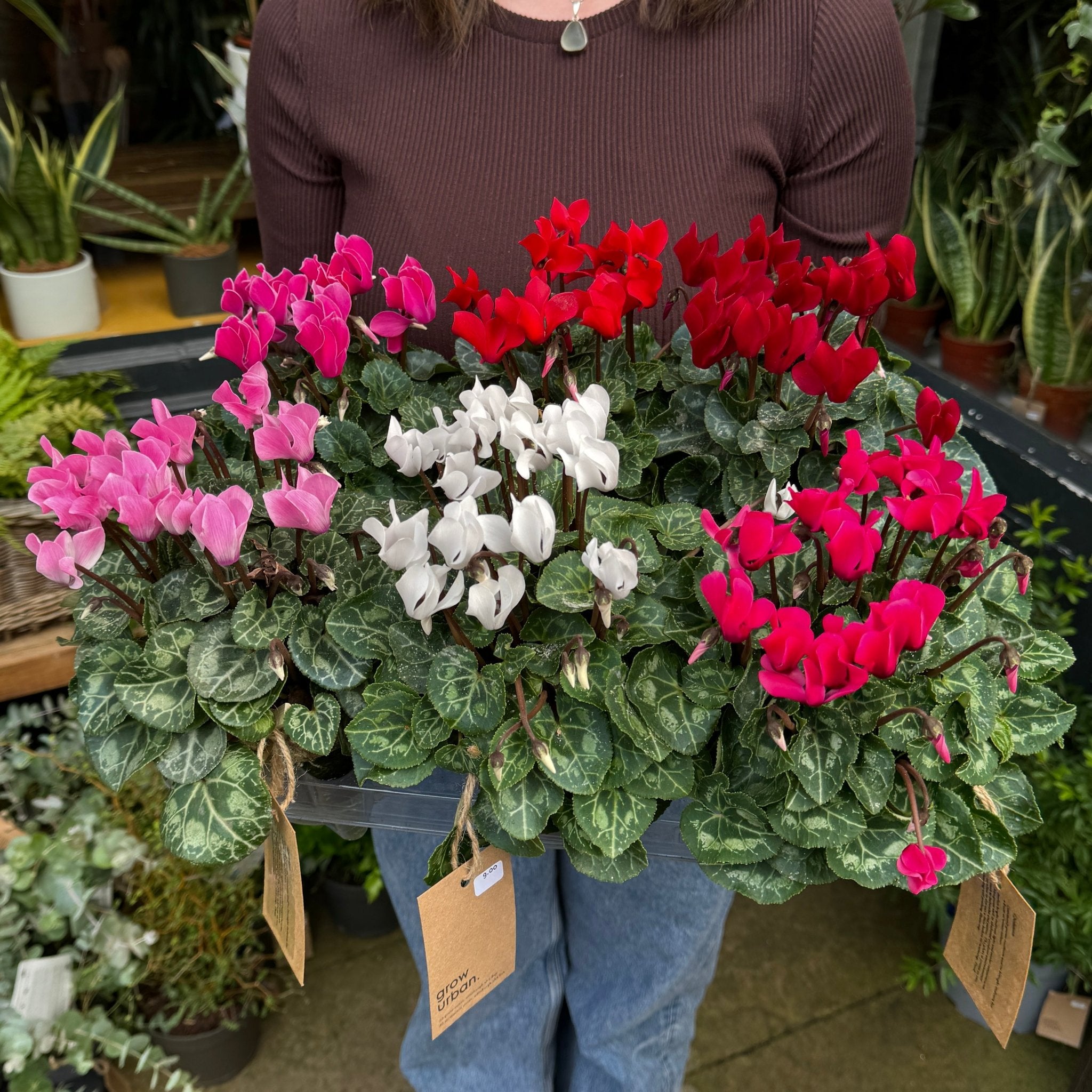 Cyclamen in Aged Patio Terracotta - grow urban. UK