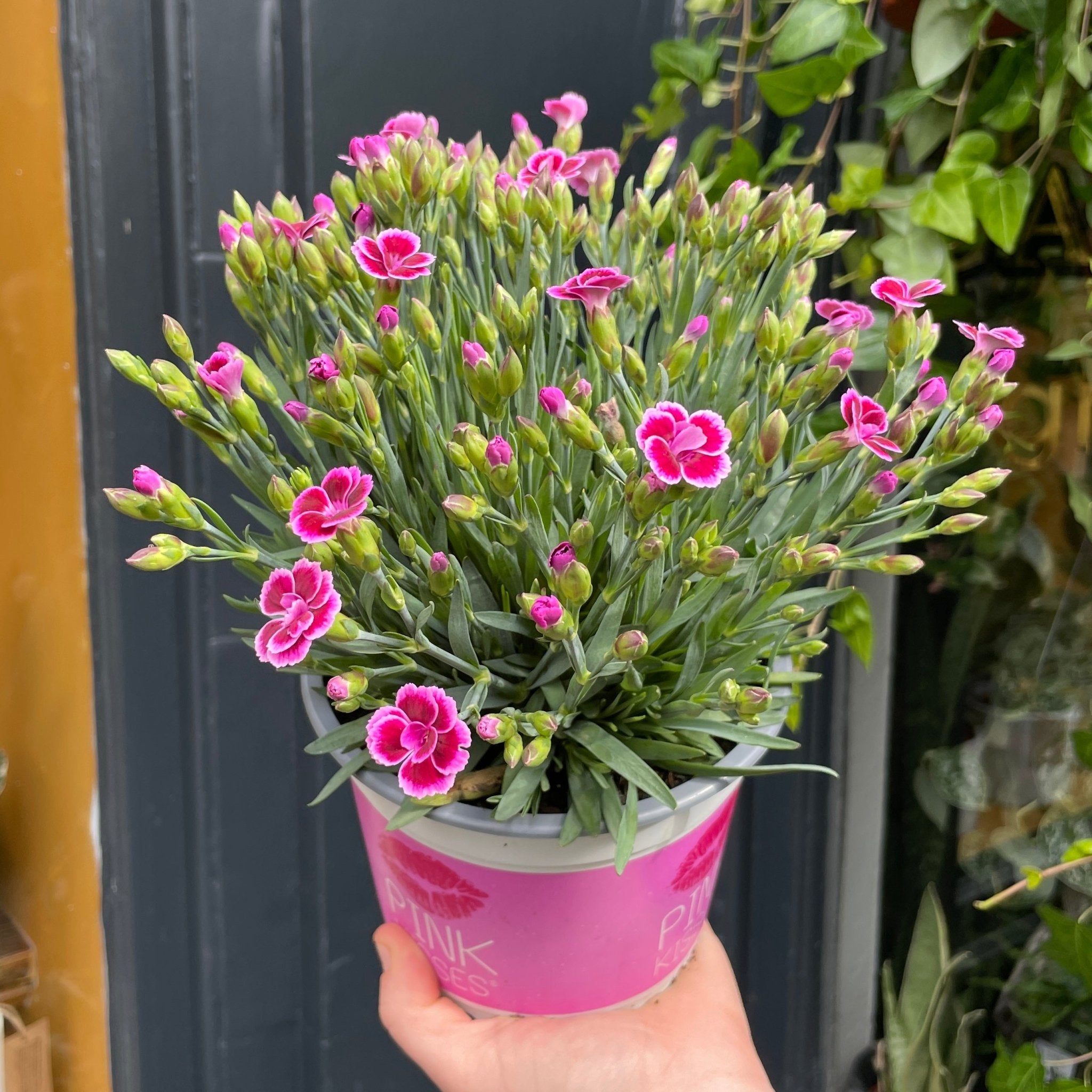 Dianthus 'Pink Kisses' (15cm pot) - grow urban. UK