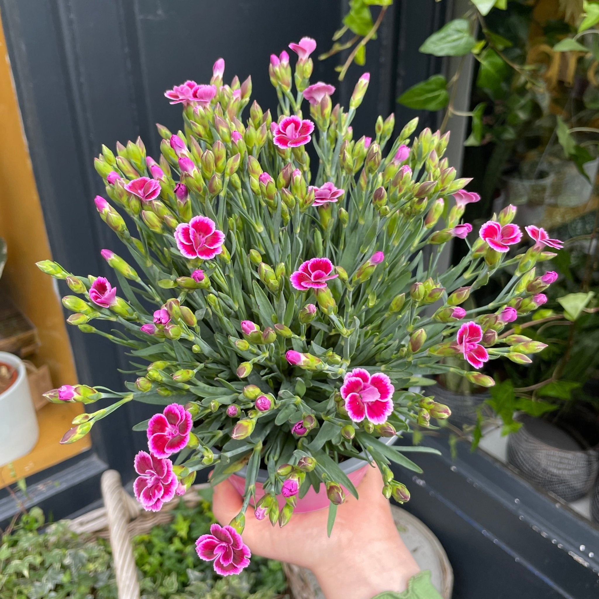 Dianthus 'Pink Kisses' (15cm pot) - grow urban. UK