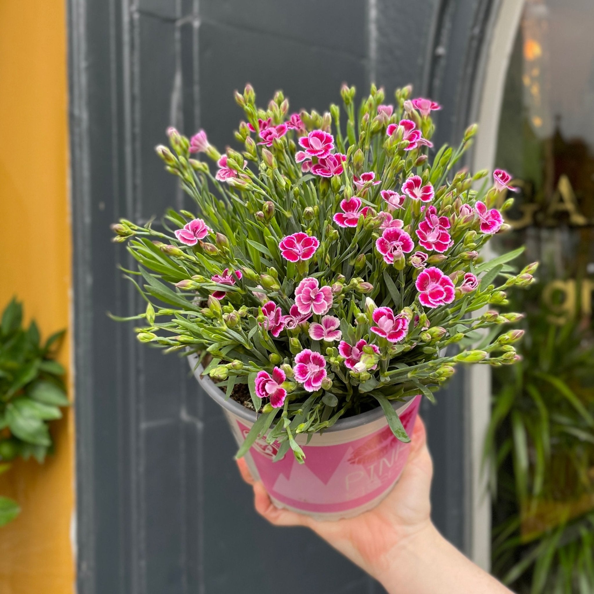 Dianthus 'Pink Kisses' (17cm pot) - grow urban. UK