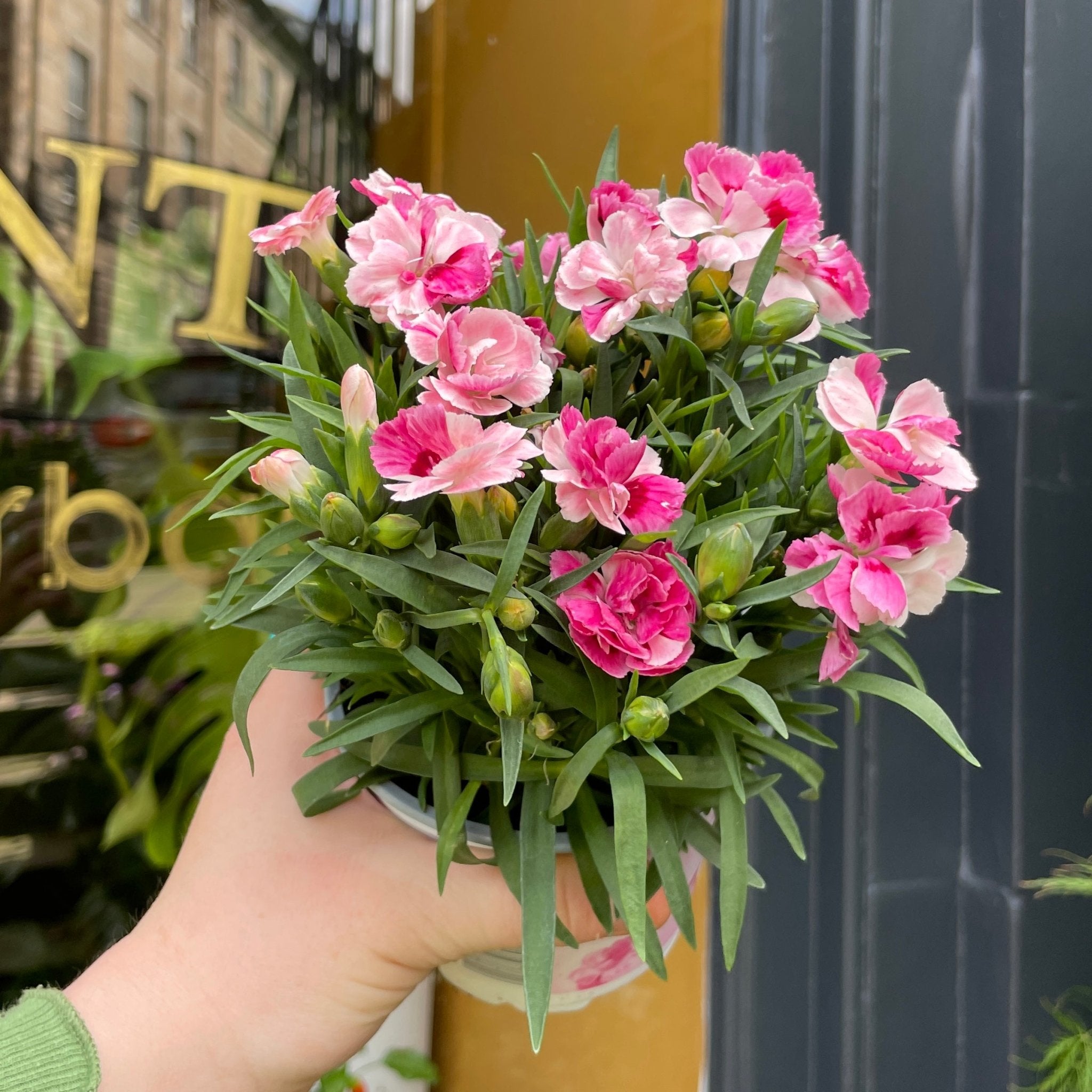 Dianthus 'Pink & Proud' - grow urban. UK