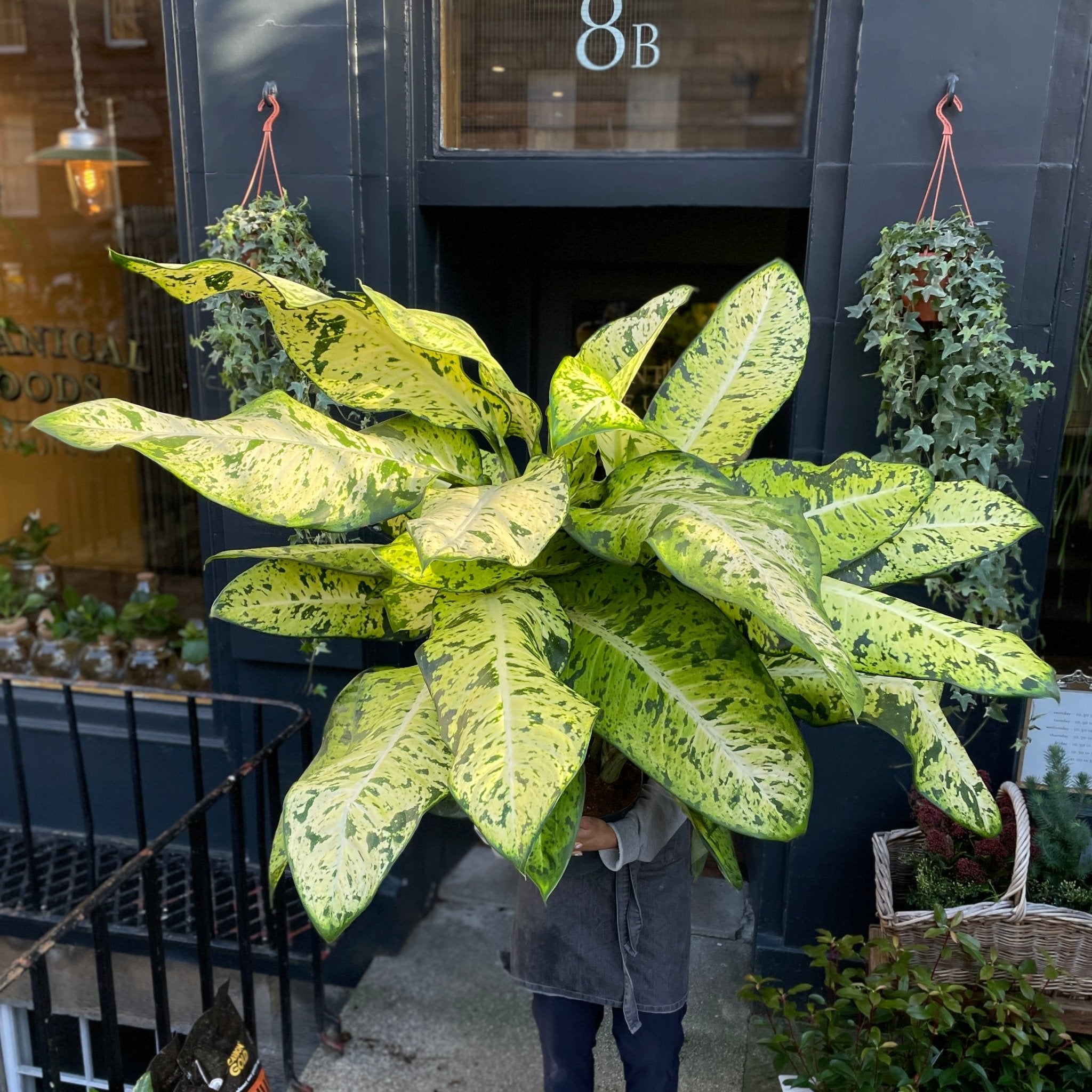 Dieffenbachia ‘Banana’ XL - grow urban. UK