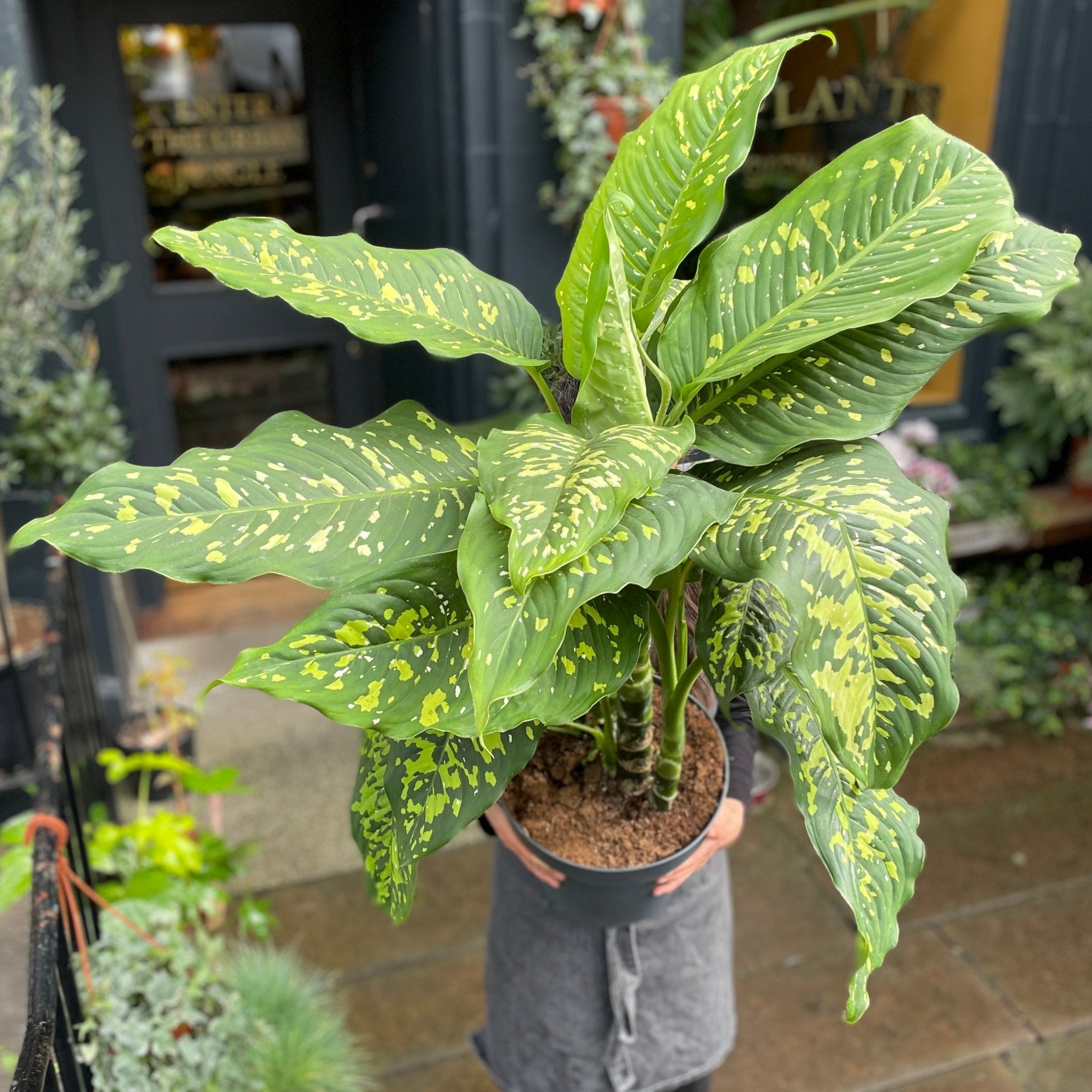 Dieffenbachia 'Cheetah' - grow urban. UK