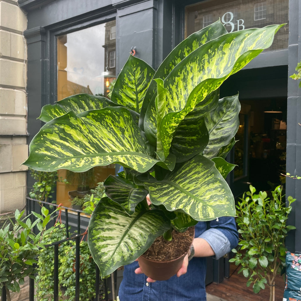 dieffenbachia seguine maroba Dieffenbachia 'Maroba' | Dumb Cane