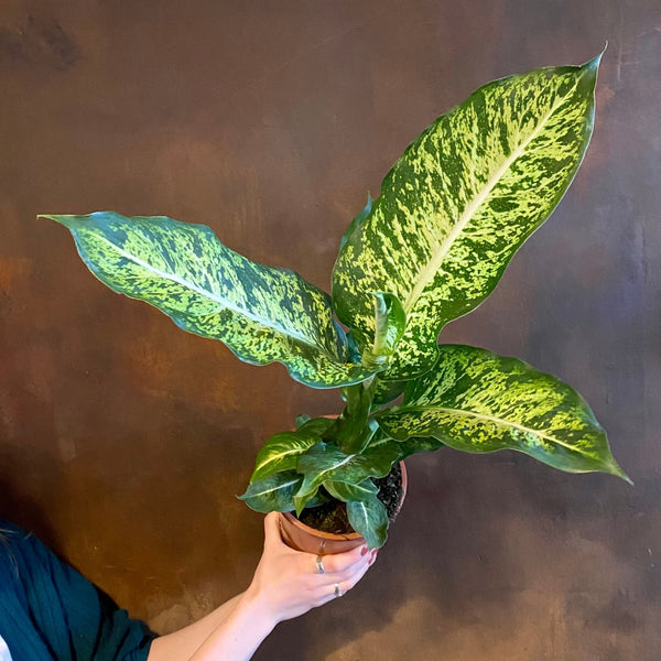 dieffenbachia mars care Dieffenbachia 'Mars'