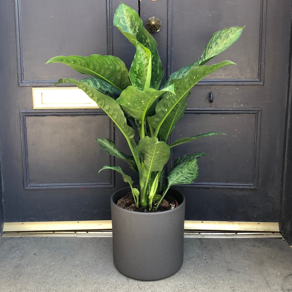 dieffenbachia memoria corsii common name Dieffenbachia 'Memoria Corsii'