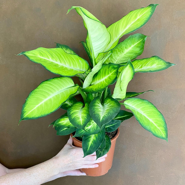dieffenbachia summer style Dieffenbachia 'Summer Style'
