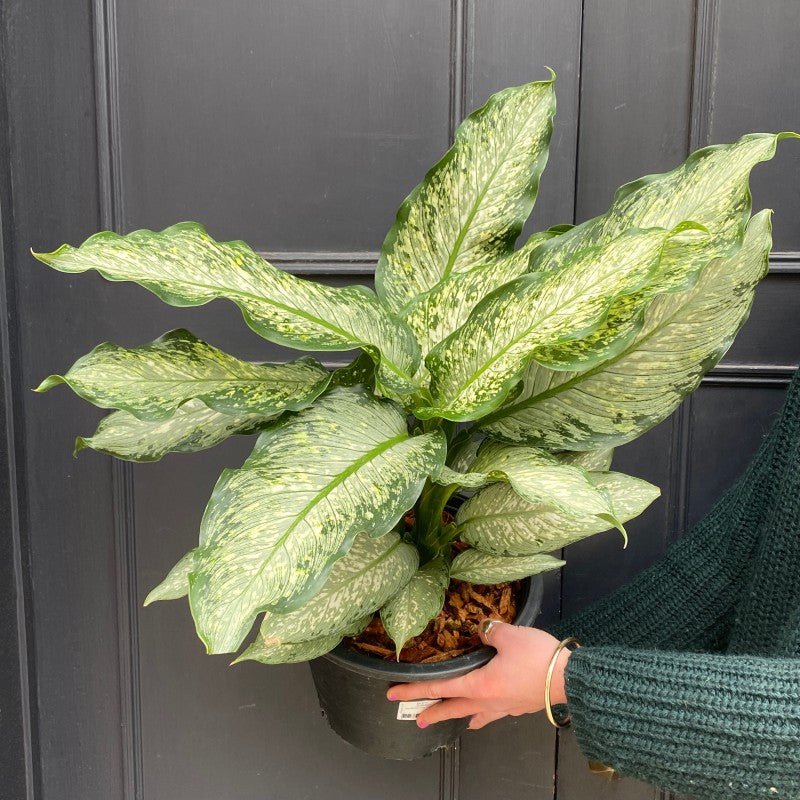 Dieffenbachia ‘Tiki’ (24cm pot) - grow urban. UK
