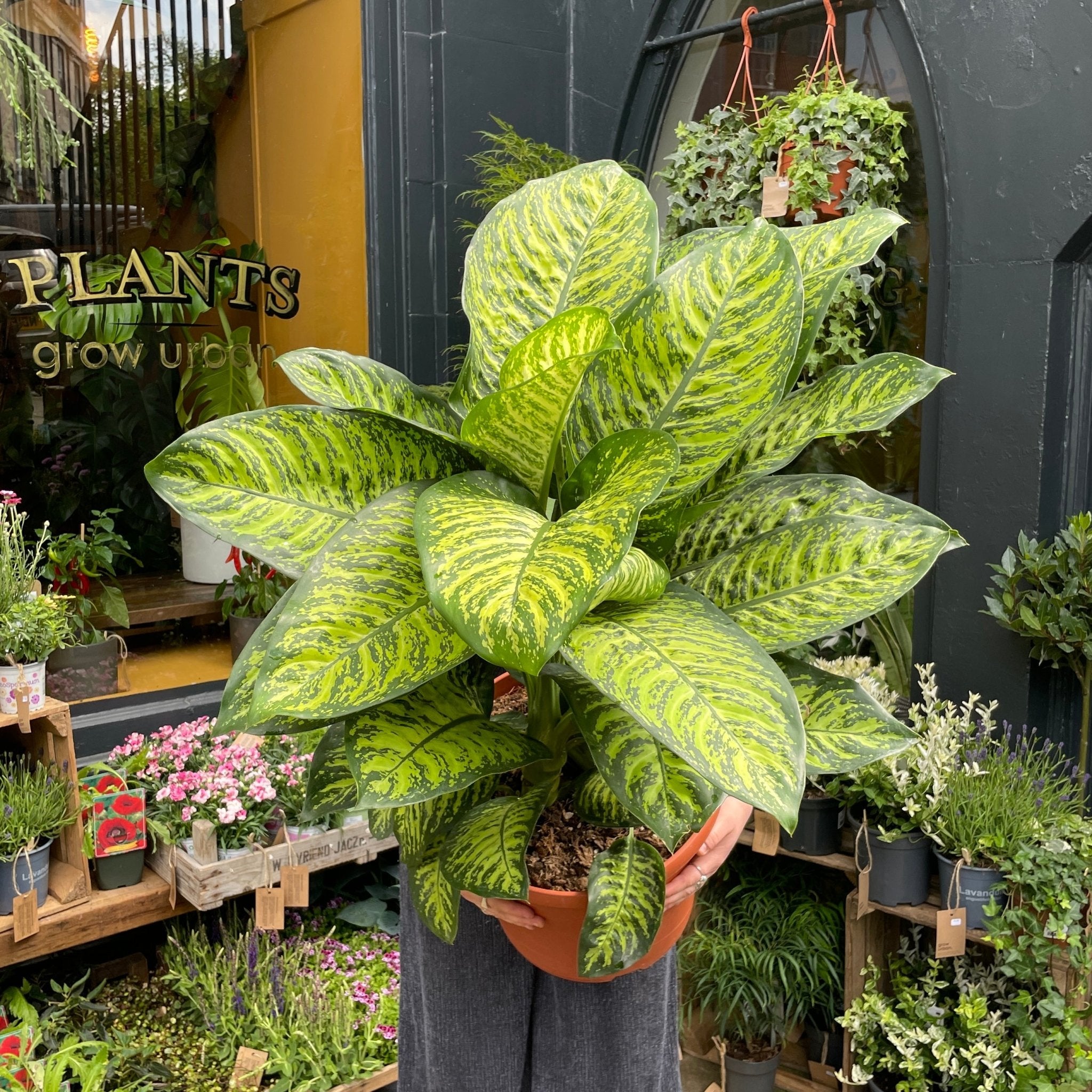 Dieffenbachia ‘Tropic Jewel’ - grow urban. UK