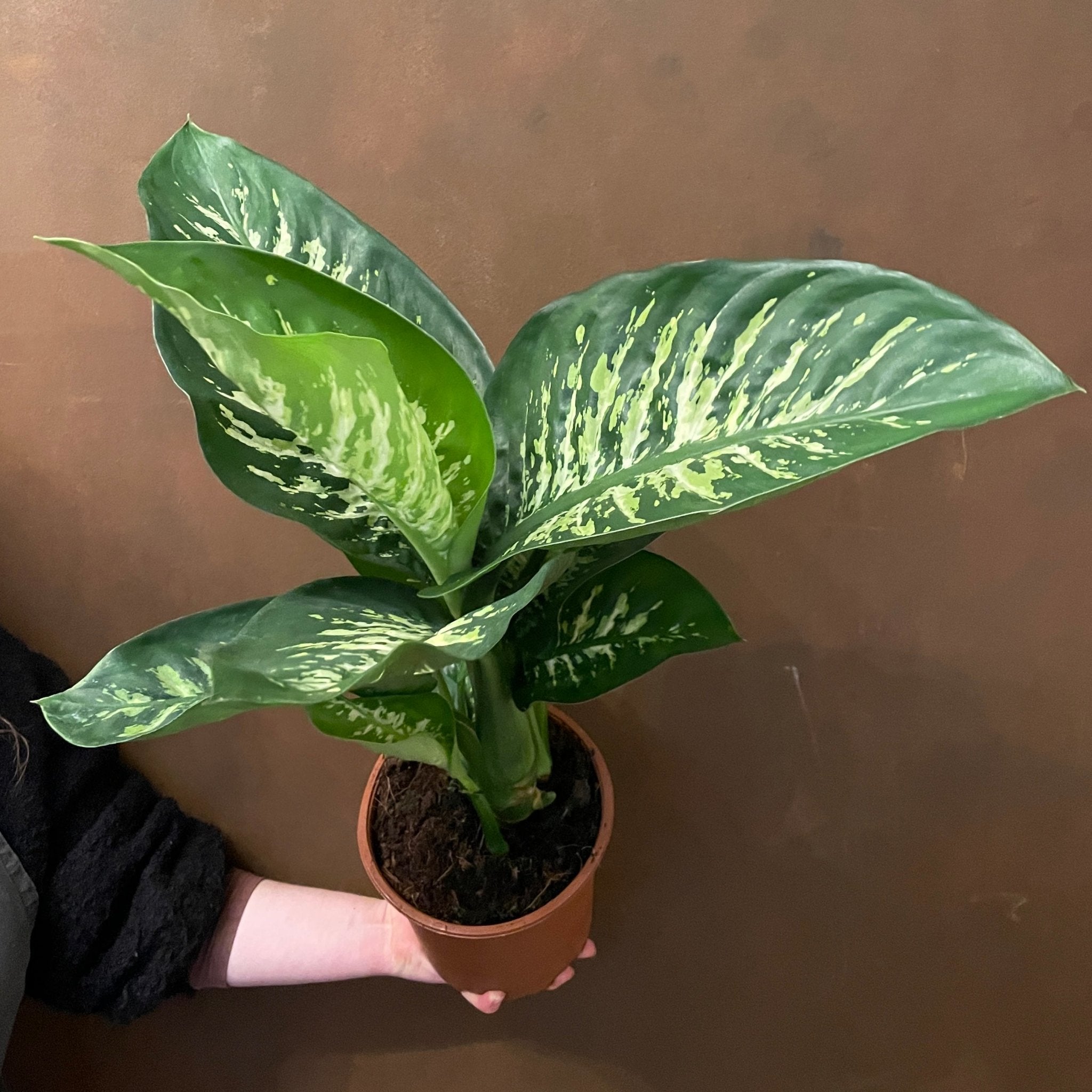 Dieffenbachia ‘Tropic Snow’ (19cm pot) - grow urban. UK