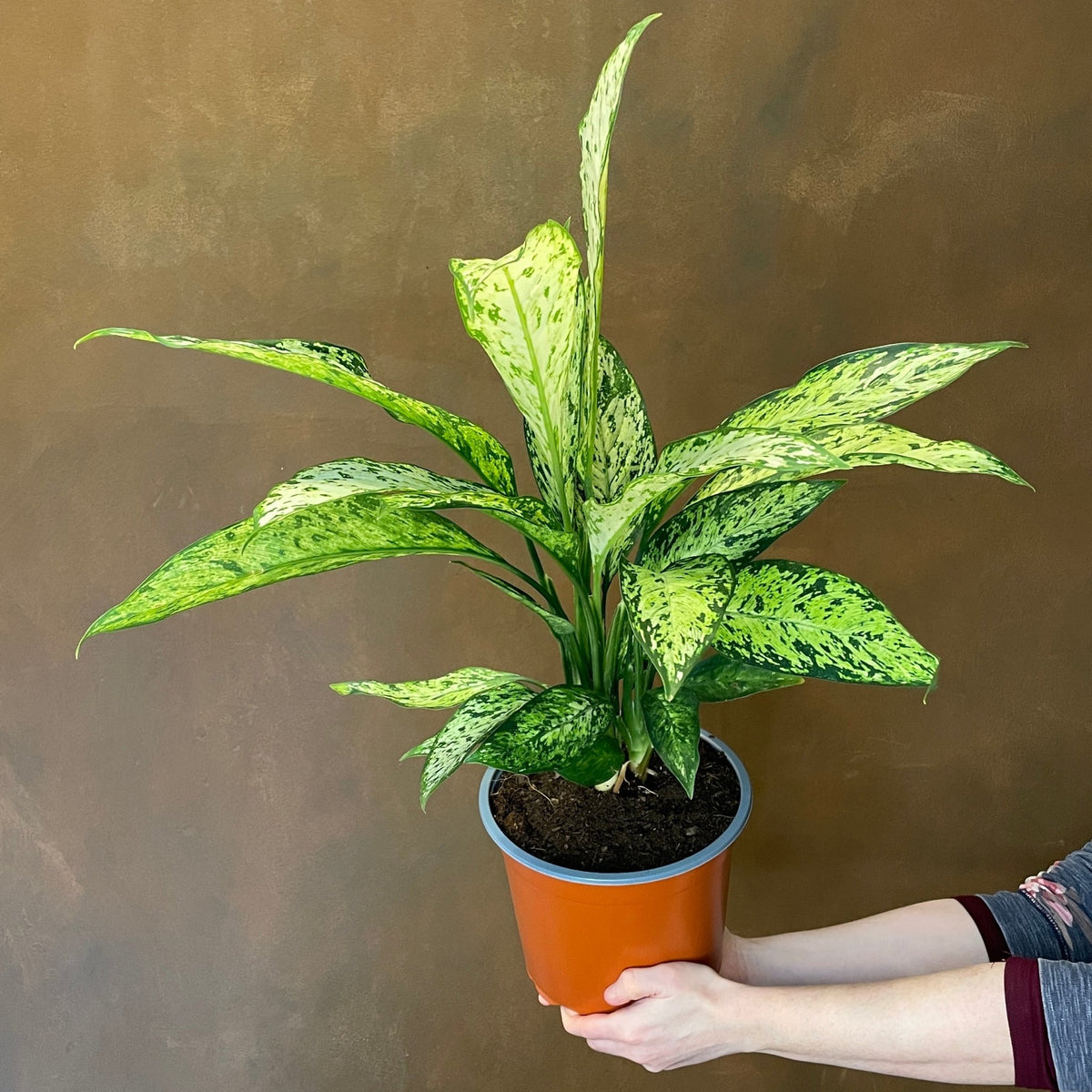 Dieffenbachia 'Vesuvius' (21cm pot) | grow urban. Edinburgh