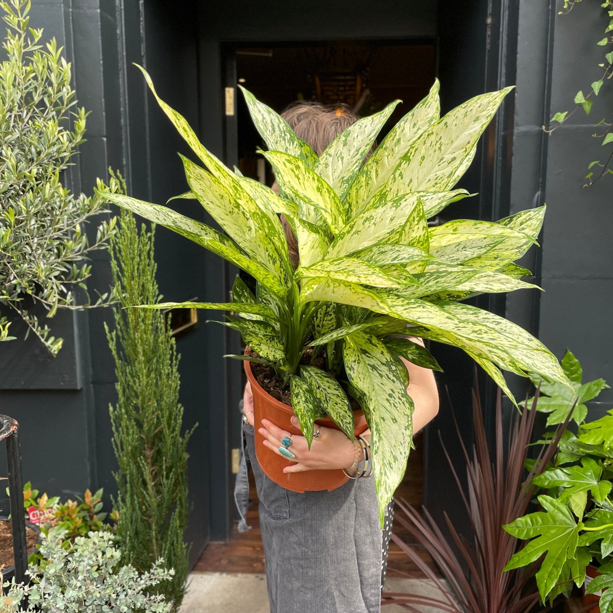 Dieffenbachia ‘Vesuvius’ (27cm pot) - grow urban. UK